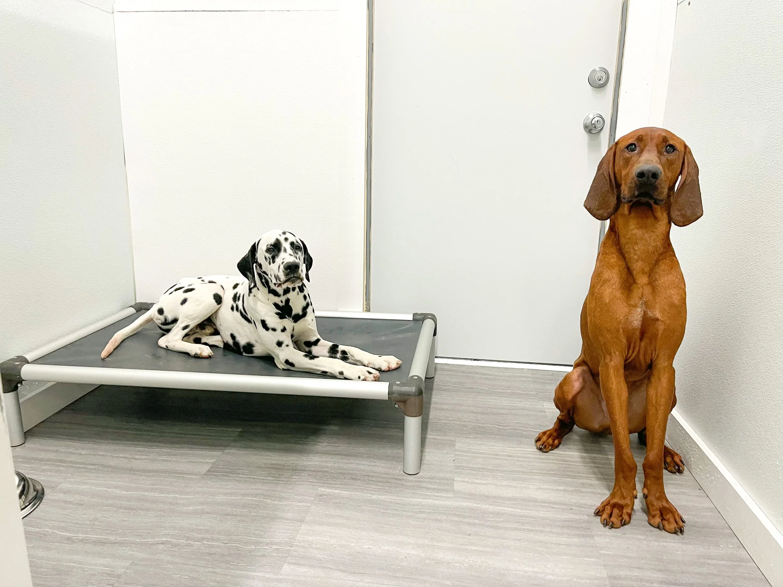 Boarding — Barklyn Heights Dog Daycare