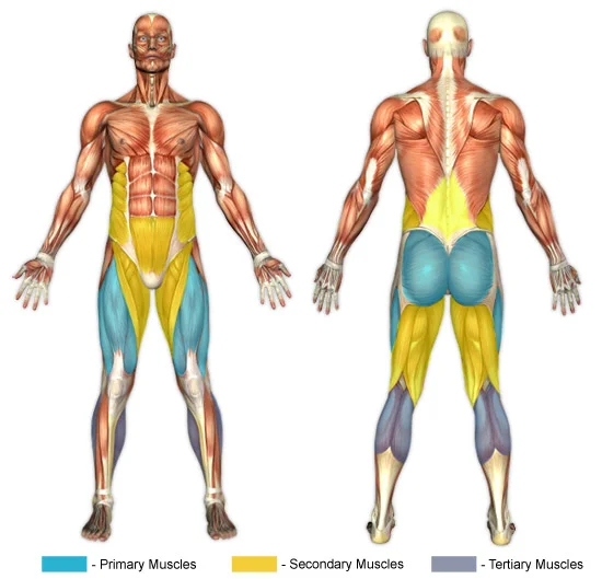 squats-barbell_0.jpg