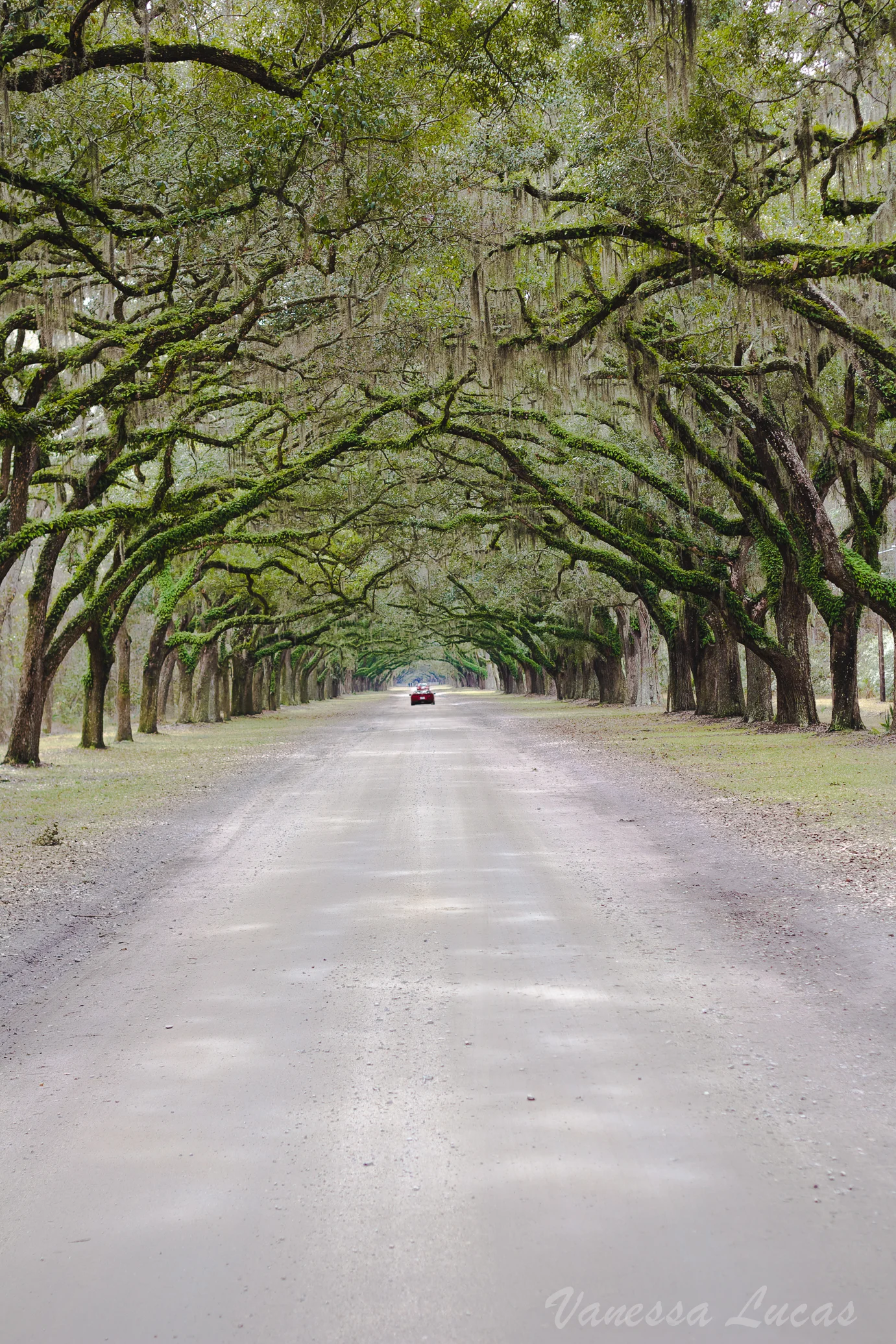 Wormsloe Plantation
