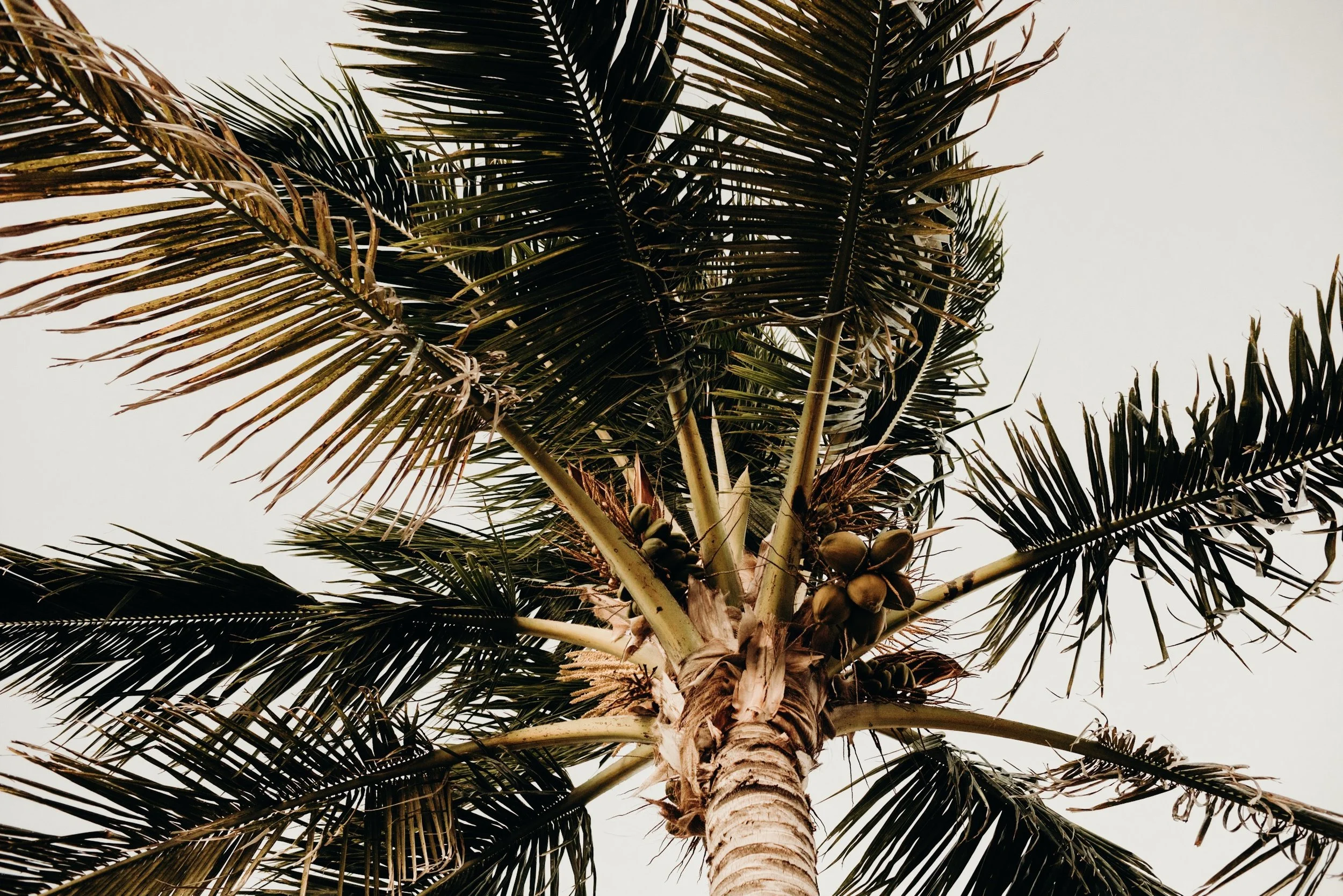 Vanessa Boy| Maternity Session | cocoa beach | Photography