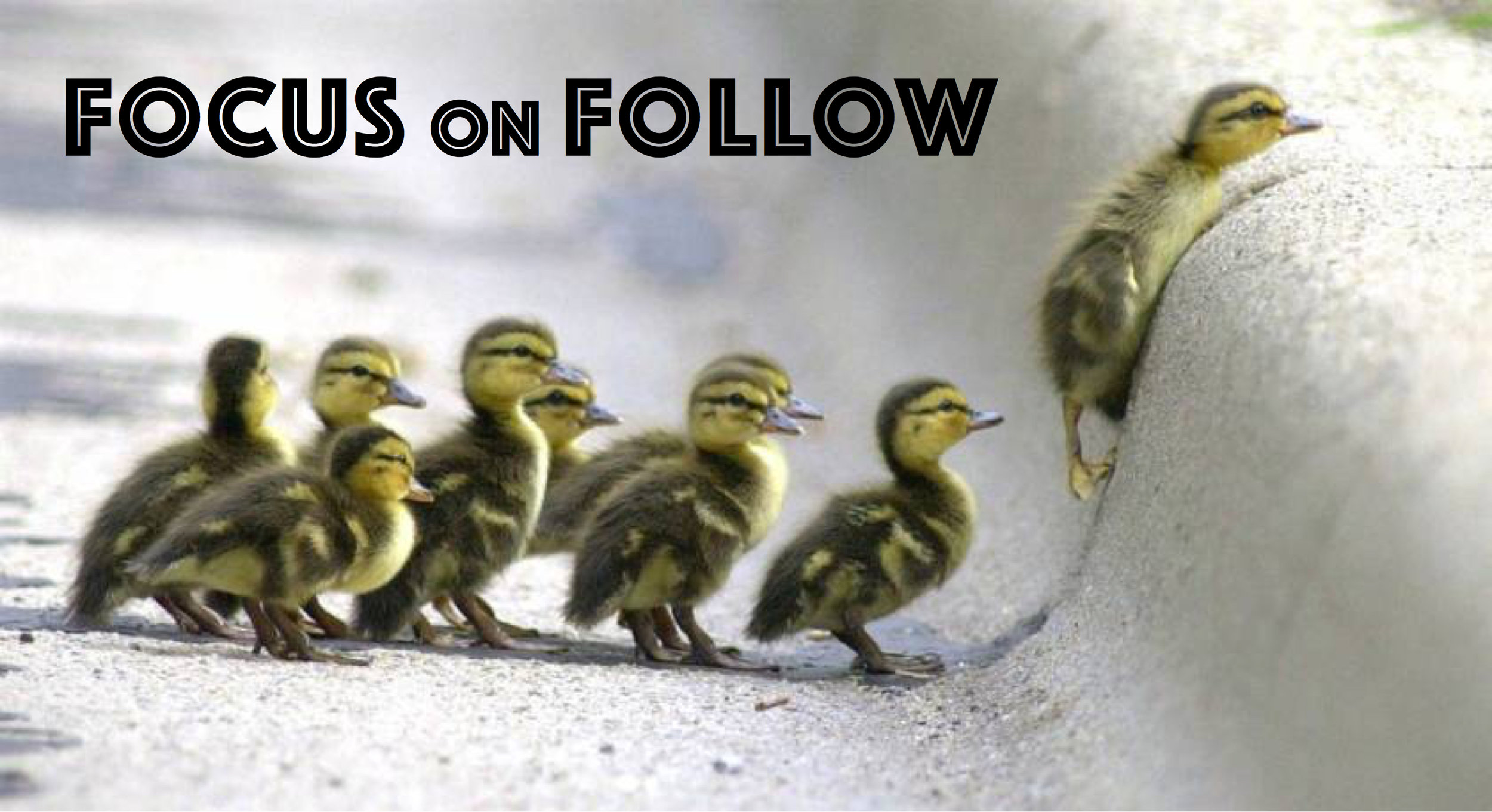 follow-ducklings.jpg