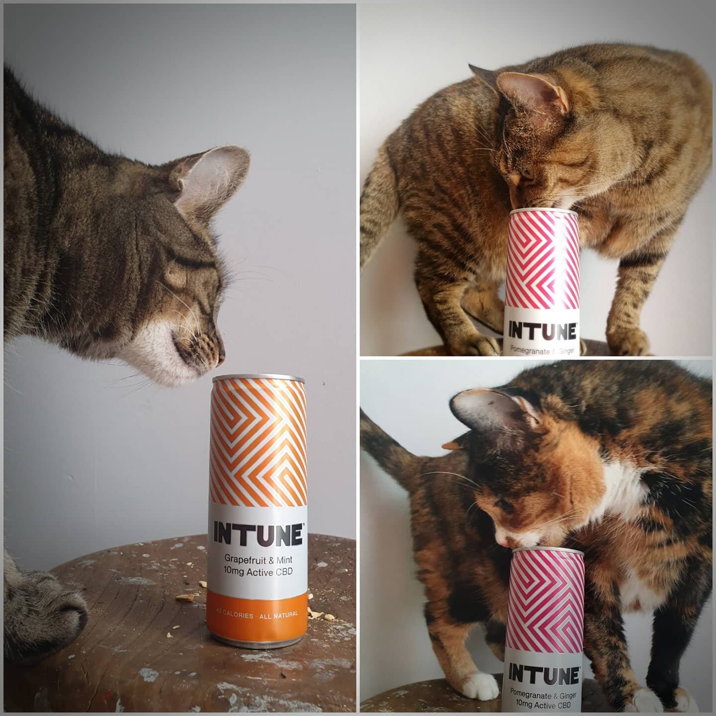 3 out of 3 cats prefer @intunedrinks , check our range of #cbdrinks in our fridges!

#cbd #specialitydrinks #cats #catsofinstagram #petfriendlydublin #petfriendly #chill #summervibes #nocatswereharmedinthemakingofthisphoto