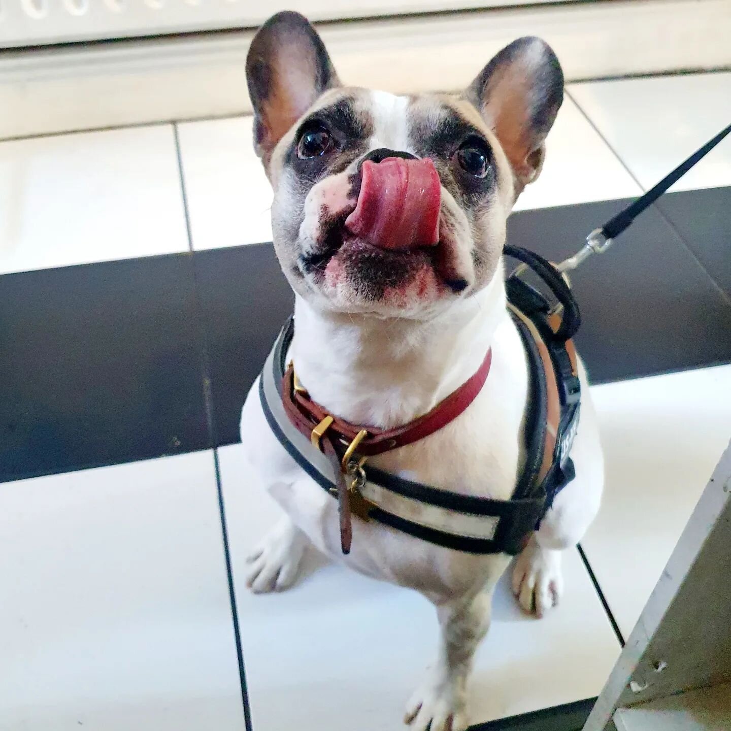 Fridays call for coffee and cuteness! Open til 9

#dogfriendly #petfriendly #dogsofinstagram #coffeeshop #winebar #wineshop #organicwine #specialitycoffee #treats #tgif #shoplocal