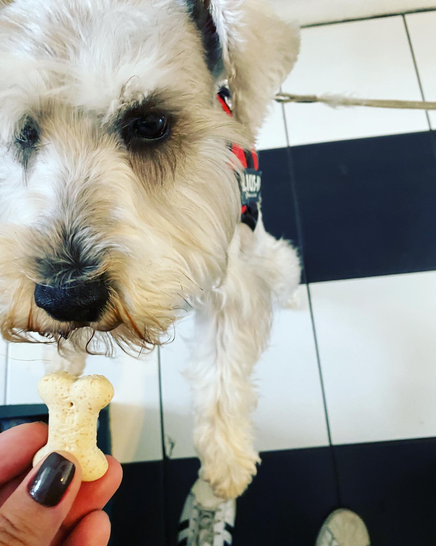 Just can't escape the pup-arazzi. 😍😊. Open 9-8pm.
#dogfriendly #petfriendly #organicwine #shoplocal #smallbusiness #sundayvibes