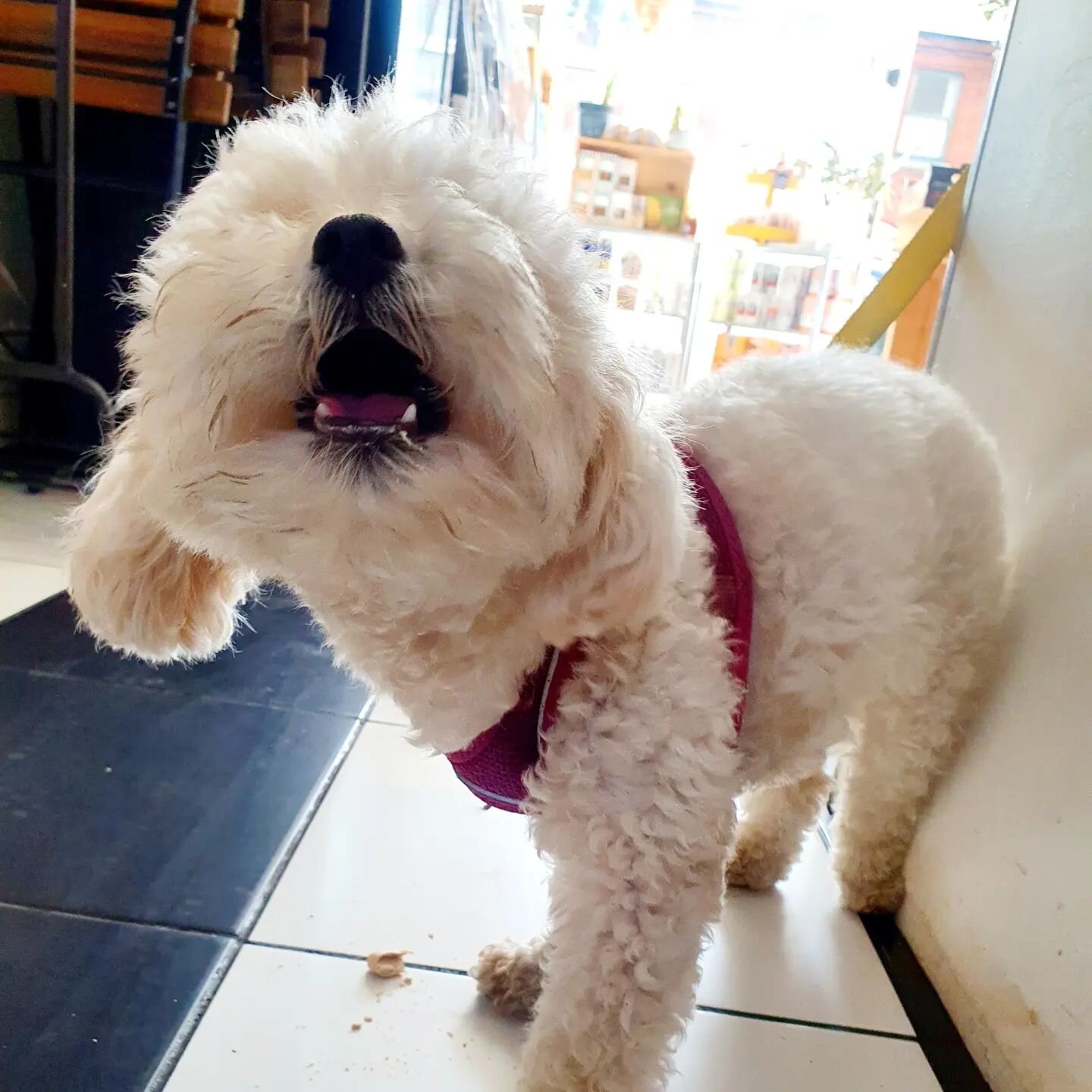 Fridays are good enough to shout about! Stop by and grab some treats, we're here til 9!

#organicwine #coffee #dogfriendly #petfriendly #coffee #winebar #locals #thatfridayfeeling