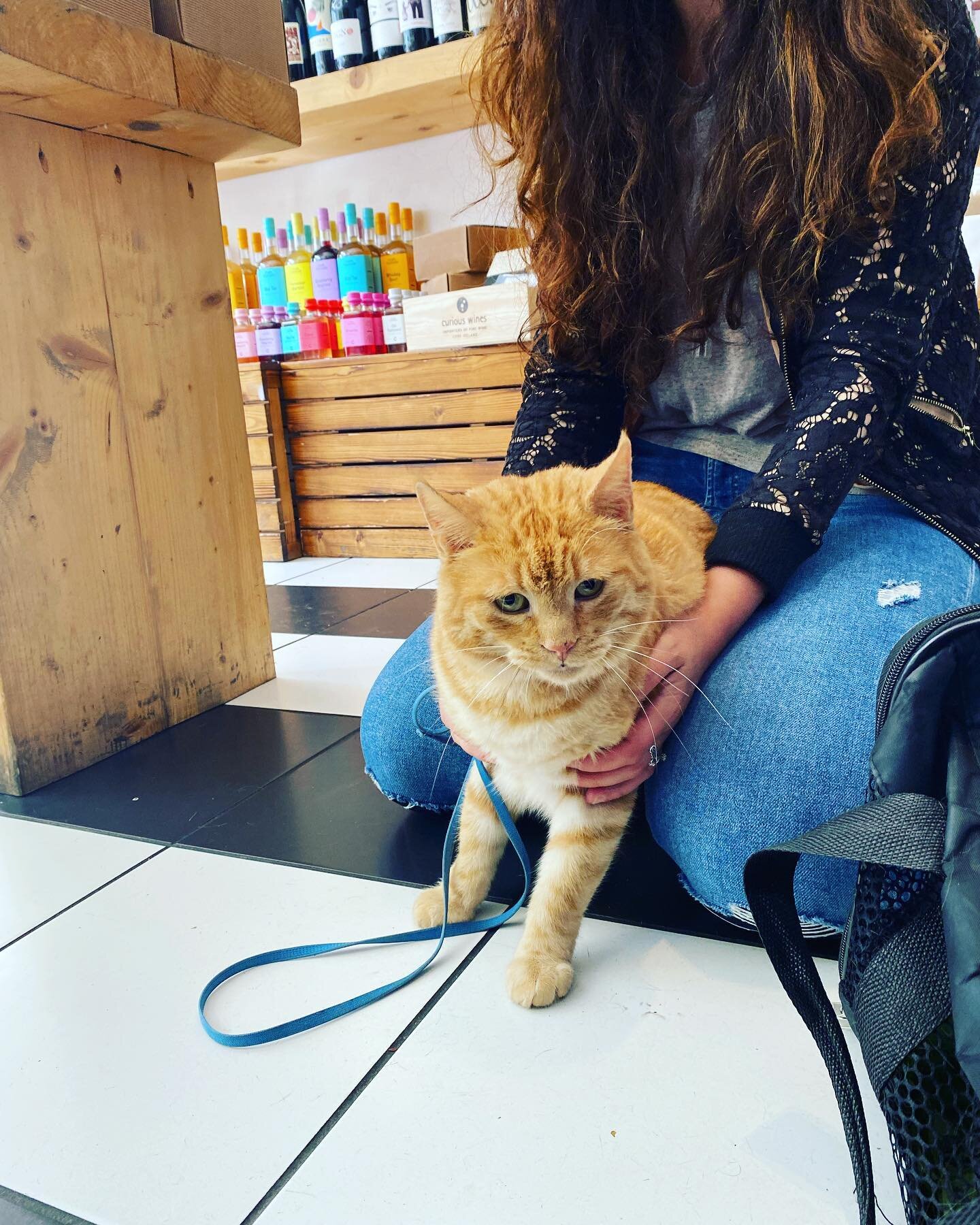 New fluffy friends everyday! 😍❤️. Open 9-8pm for coffee, wine, treats &amp; cuddles.  #petfriendly #catfriendly #dogfriendly #organicwine #sundayvibes #smallbusiness #shoplocal