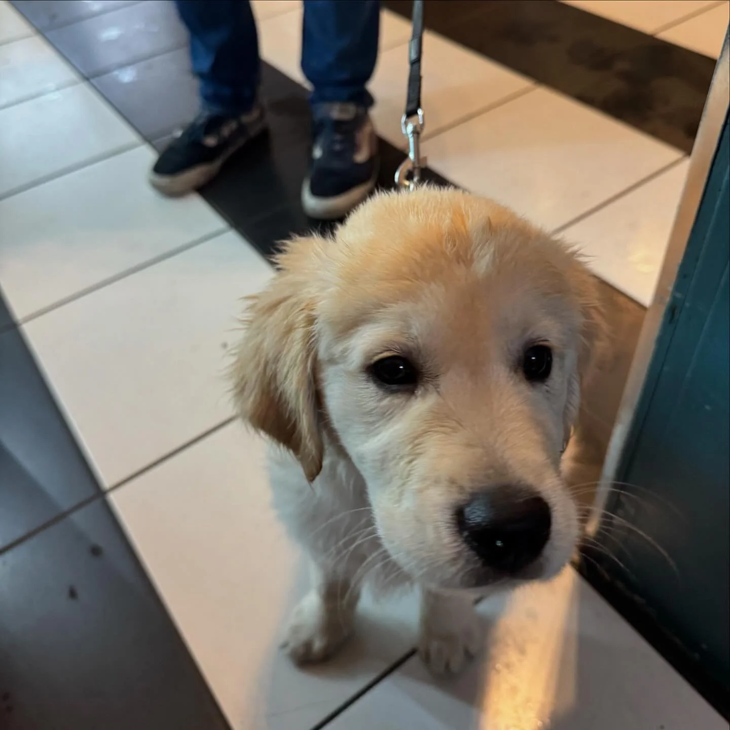 Warning: Extreme cuteness ahead! Proceed with caution. 😍🐾
Here til 9pm

#friday #fridaymood #petfrindly #dogfriendly #puppylove #organicwine #supportlocal