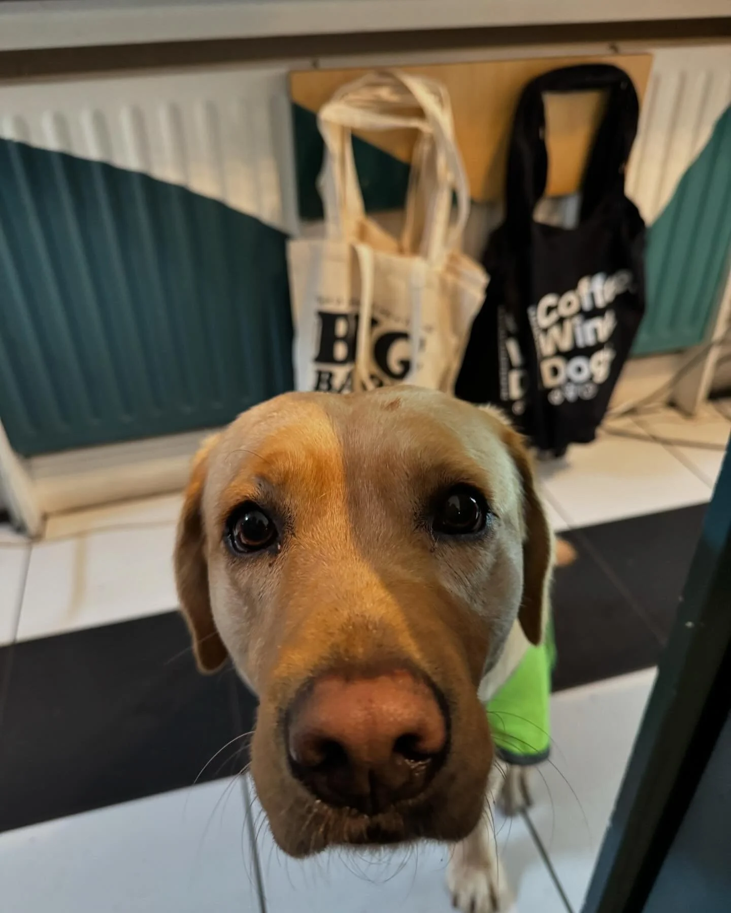 Who needs filters when you&rsquo;ve got a face this cute? Meet Lucy! 🐾📸

Here til 8pm

#petfriendly #dogfriendly #organicwine #supportlocal #sundayvibes #sunday #sundayroutine