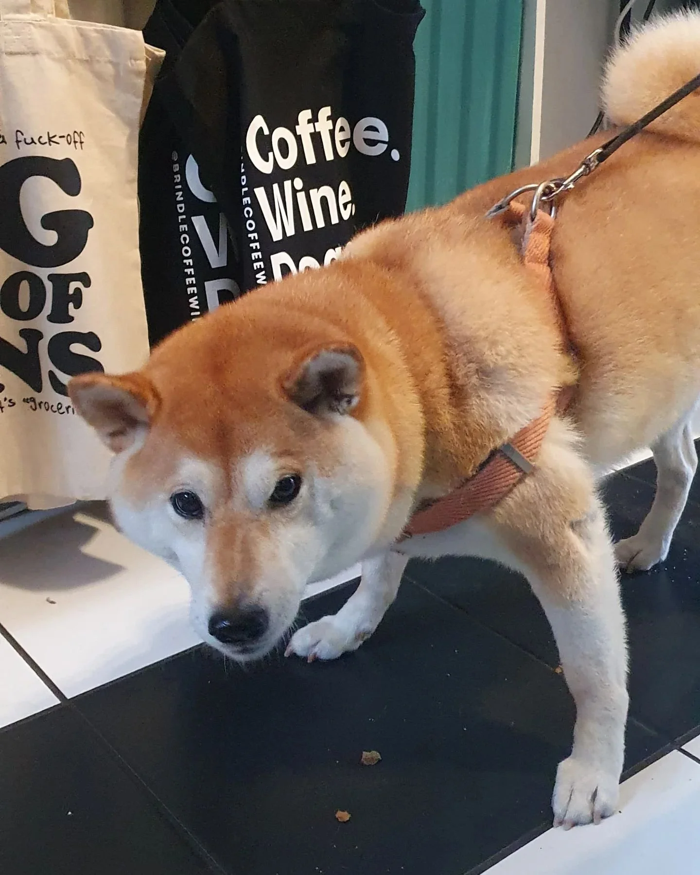 Radio only broadcasts the best vibes, especially when he get his treats!

#dogfriendly #specialitycoffee #organicwine #locals