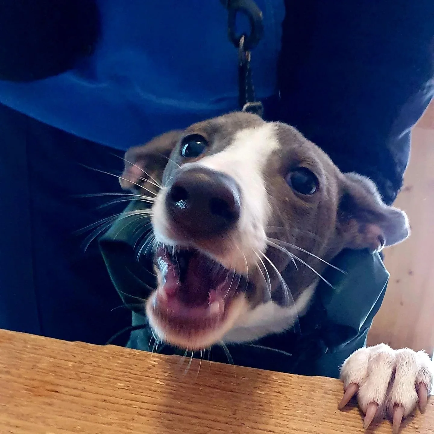 A chatty chap ordering his treats! Here til 9!

#dogfriendlydublin #specialitycoffee #organicwine #treatyourself #thursdayvibes