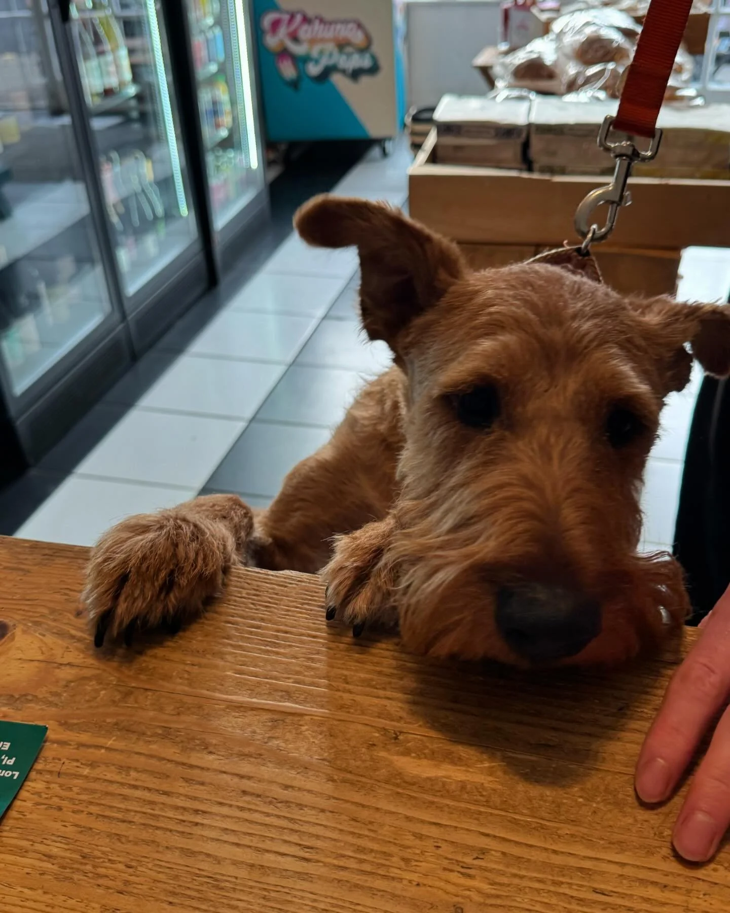 The ultimate Sunday mood: cute, cozy, and ready for treats! 🐾🐶
Here til 8pm

#sunday #sundayvibes #dogfriendly #petfriendly #sundaymornings #organicwine #supportlocal