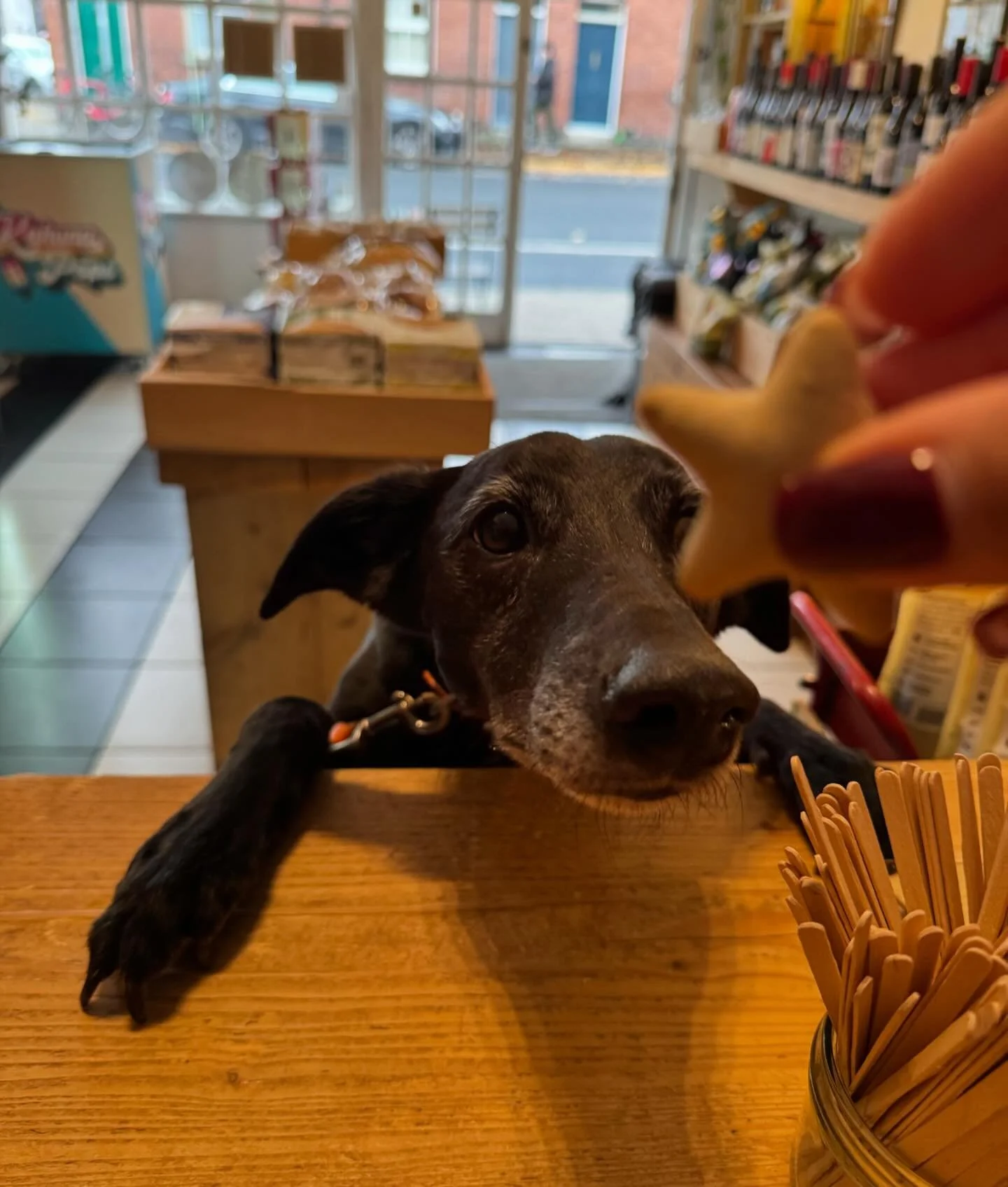 The sun is shining, the treats are tempting, and Shadow is mastering the art of patience. 🐶☀️
Here til 8pm

#dogfriendly #petfriendly #treattime #tuesdayvibes #tuesdaymood #organicwine #supportlocal