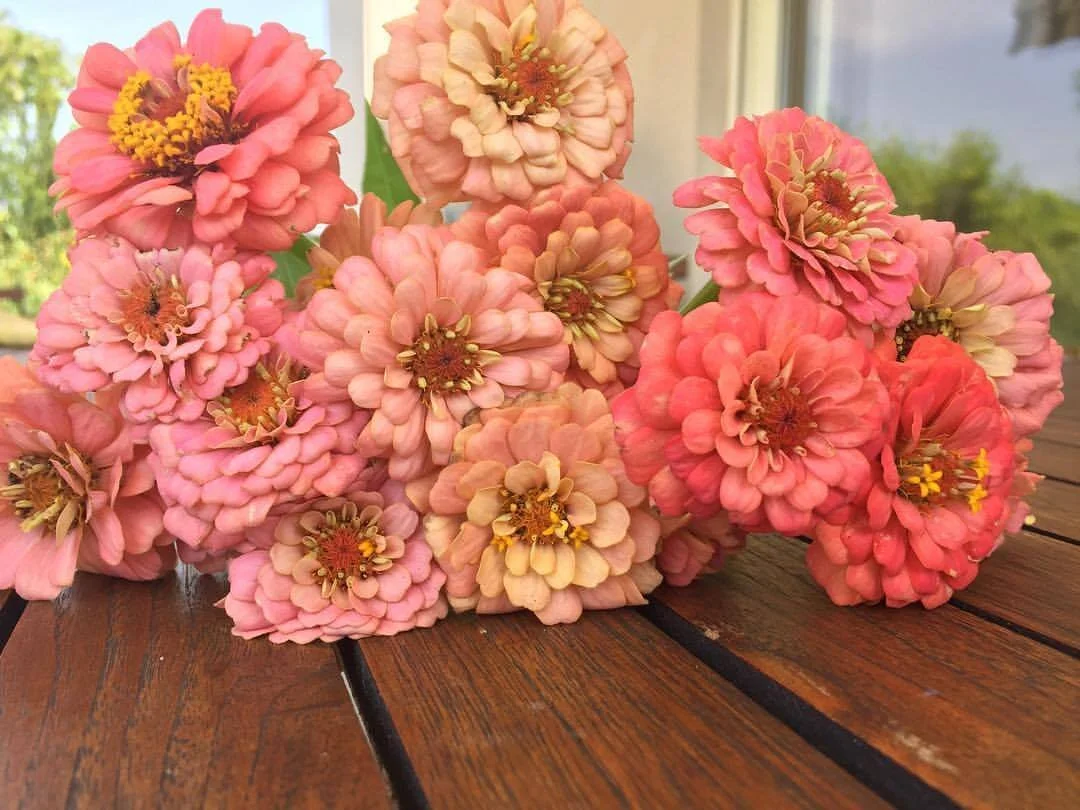 zinnia.jpg
