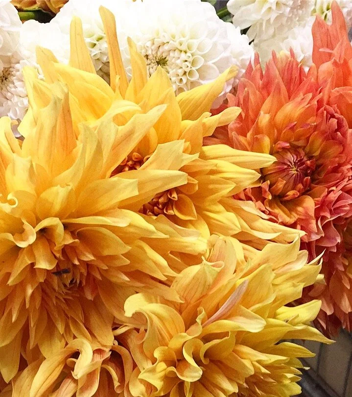 Dahlias