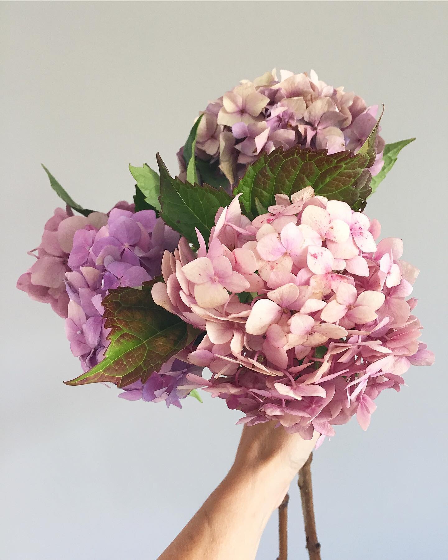 How to Dry Hydrangeas