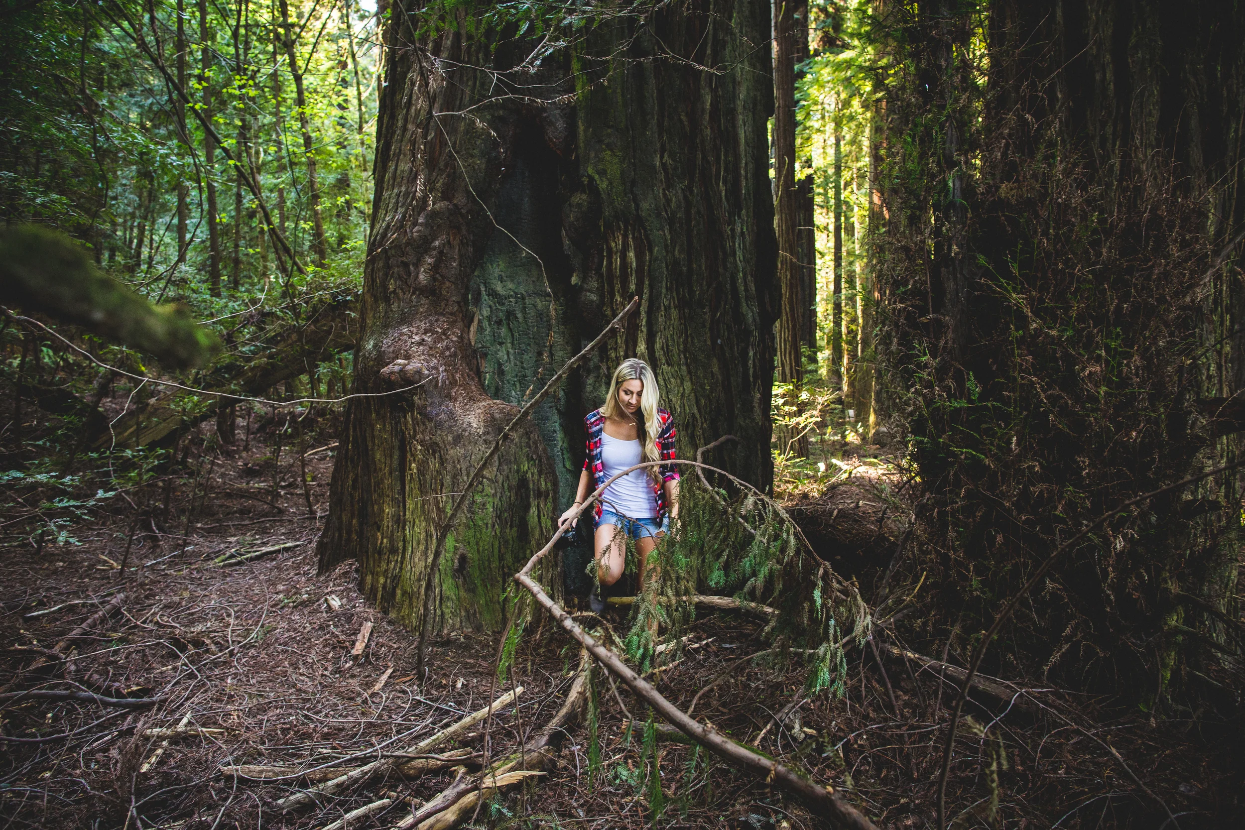 northern california road trip redwoods avenue of the giants redwood forest humboldt redwoods state park