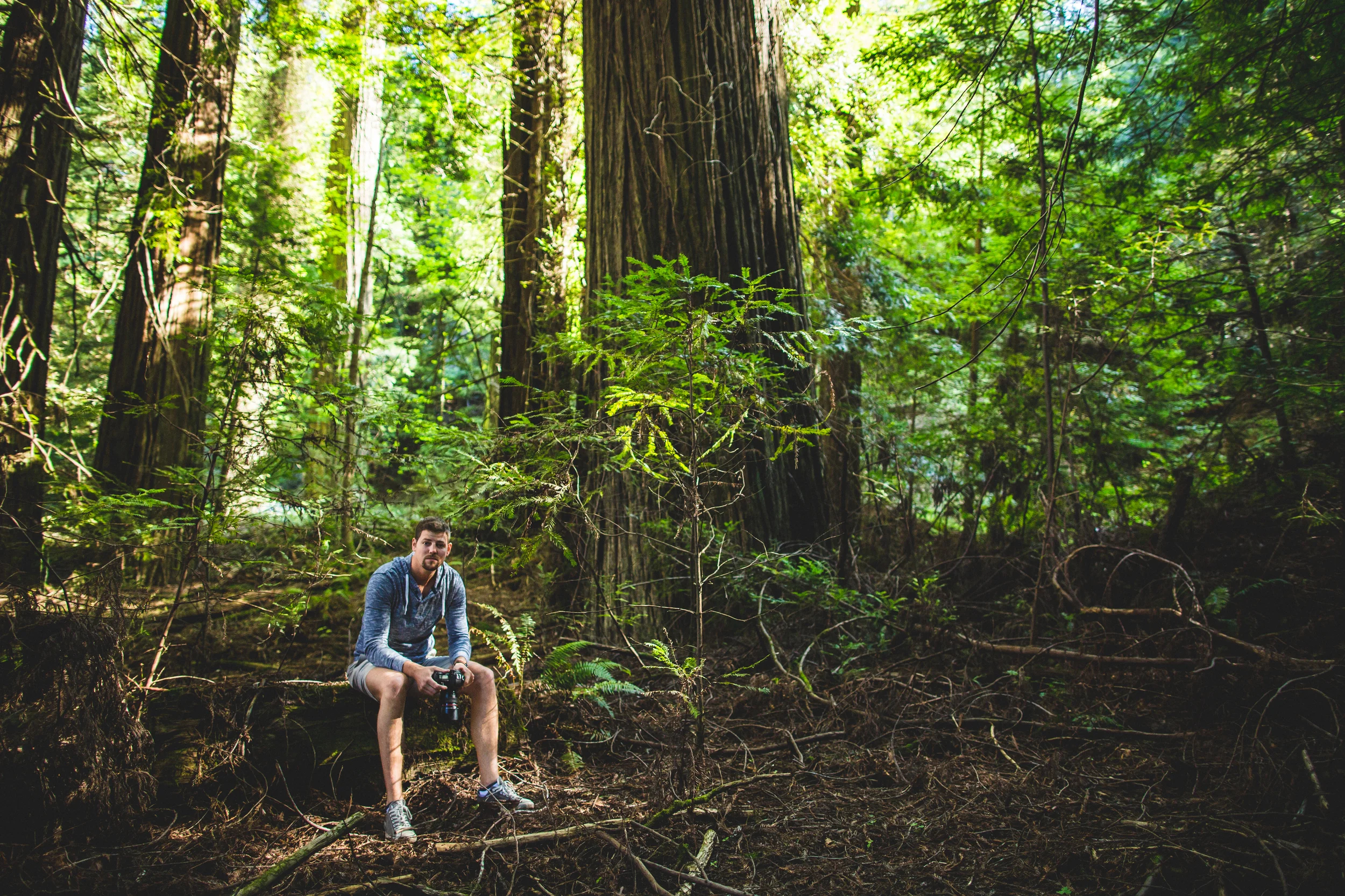 northern california road trip redwoods avenue of the giants redwood forest humboldt redwoods state park