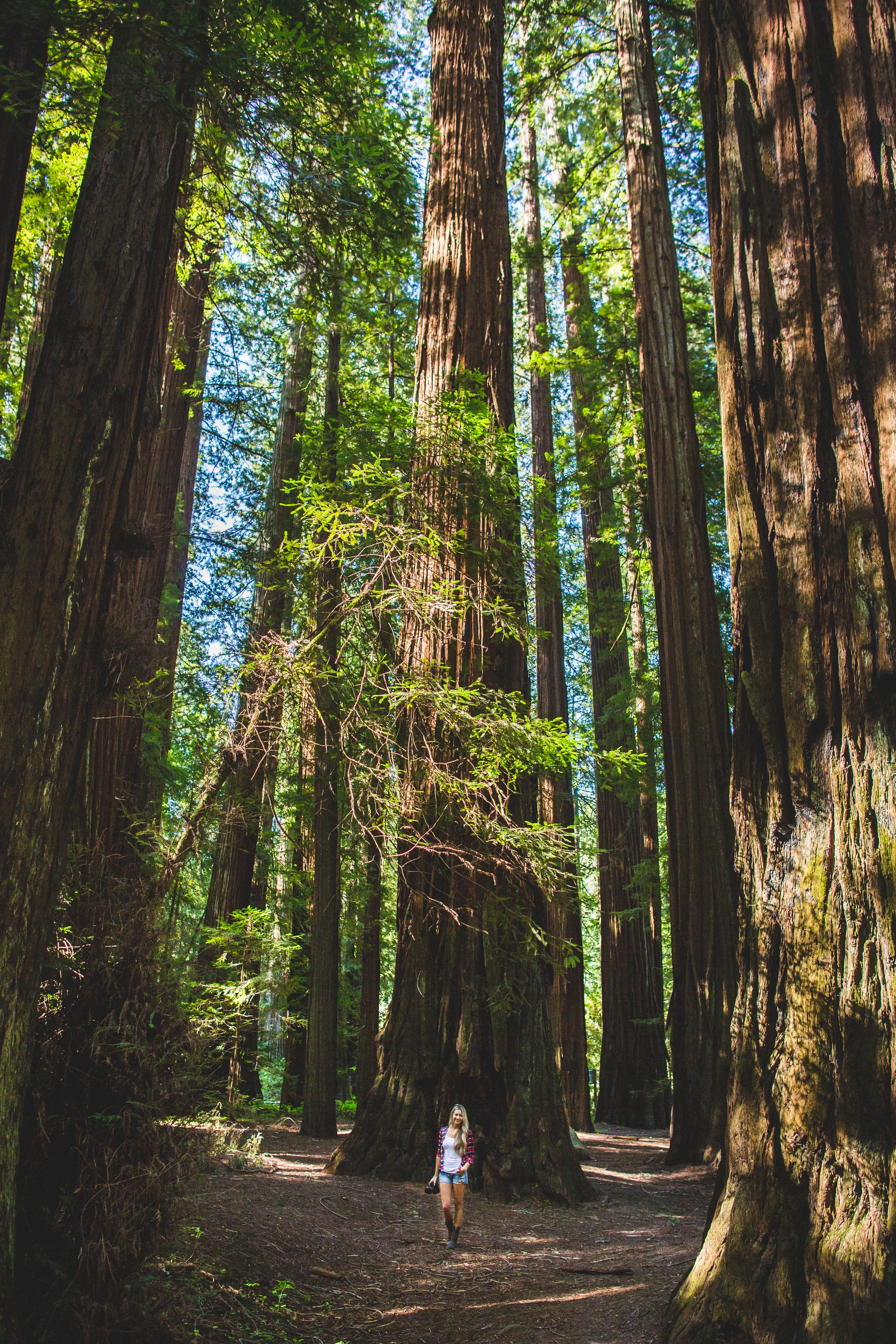 northern california road trip redwoods avenue of the giants redwood forest humboldt redwoods state park