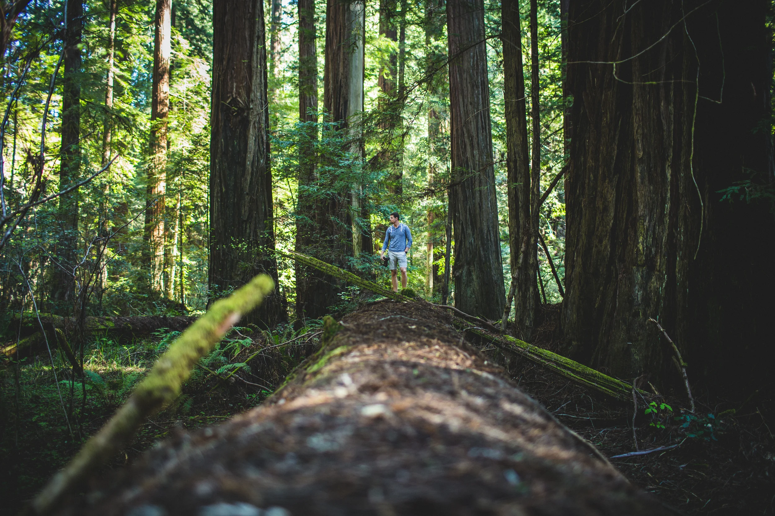 northern california road trip redwoods avenue of the giants redwood forest humboldt redwoods state park