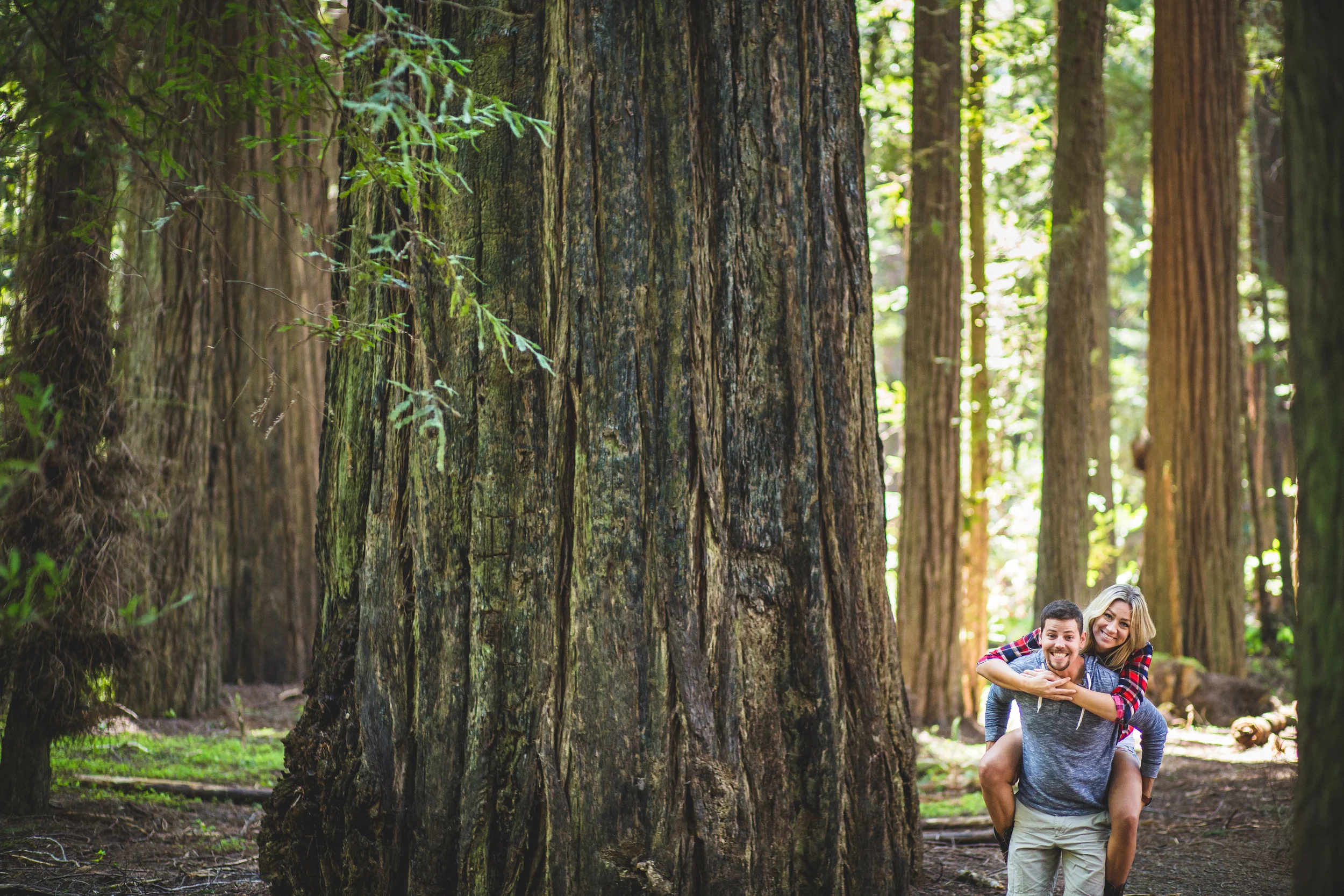 northern california road trip redwoods avenue of the giants redwood forest humboldt redwoods state park