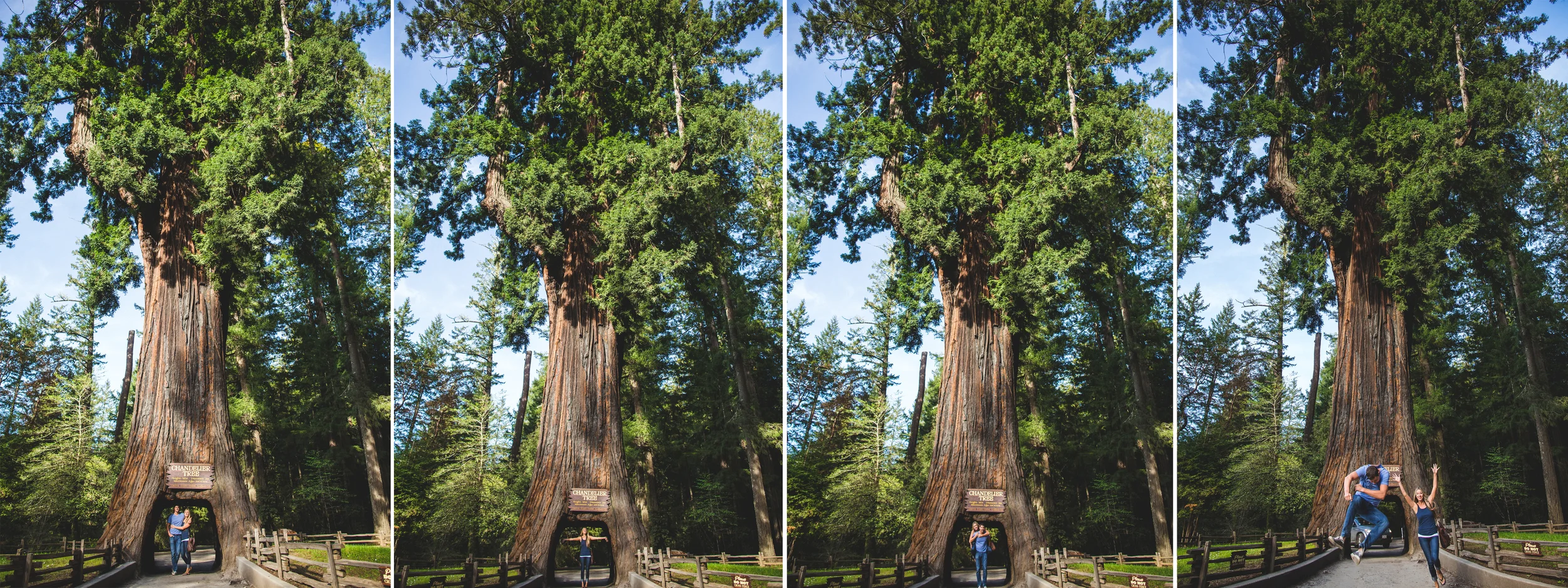 northern california road trip chandelier tree redwoods
