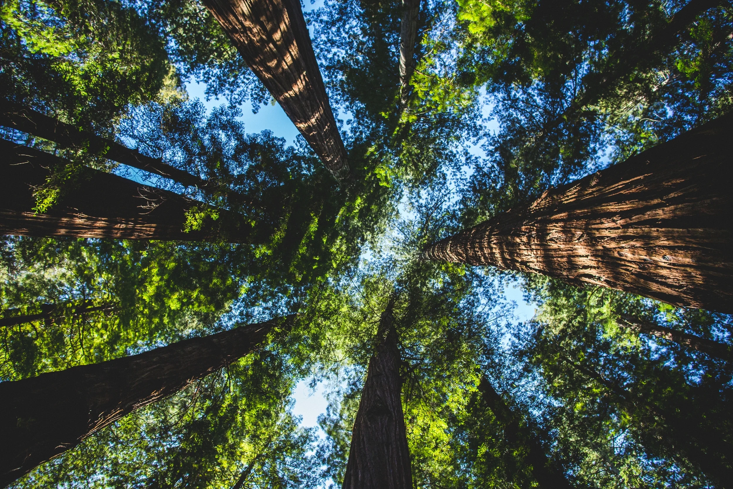 northern california road trip redwoods avenue of the giants redwood forest humboldt redwoods state park
