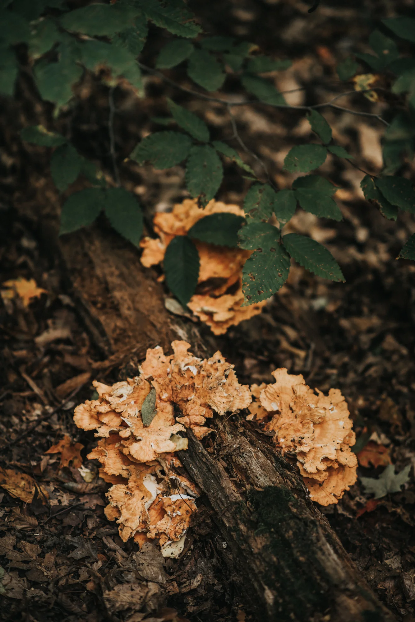 Elopement at The Club at Hillbrook in Chagrin Falls | Stacey + Sean