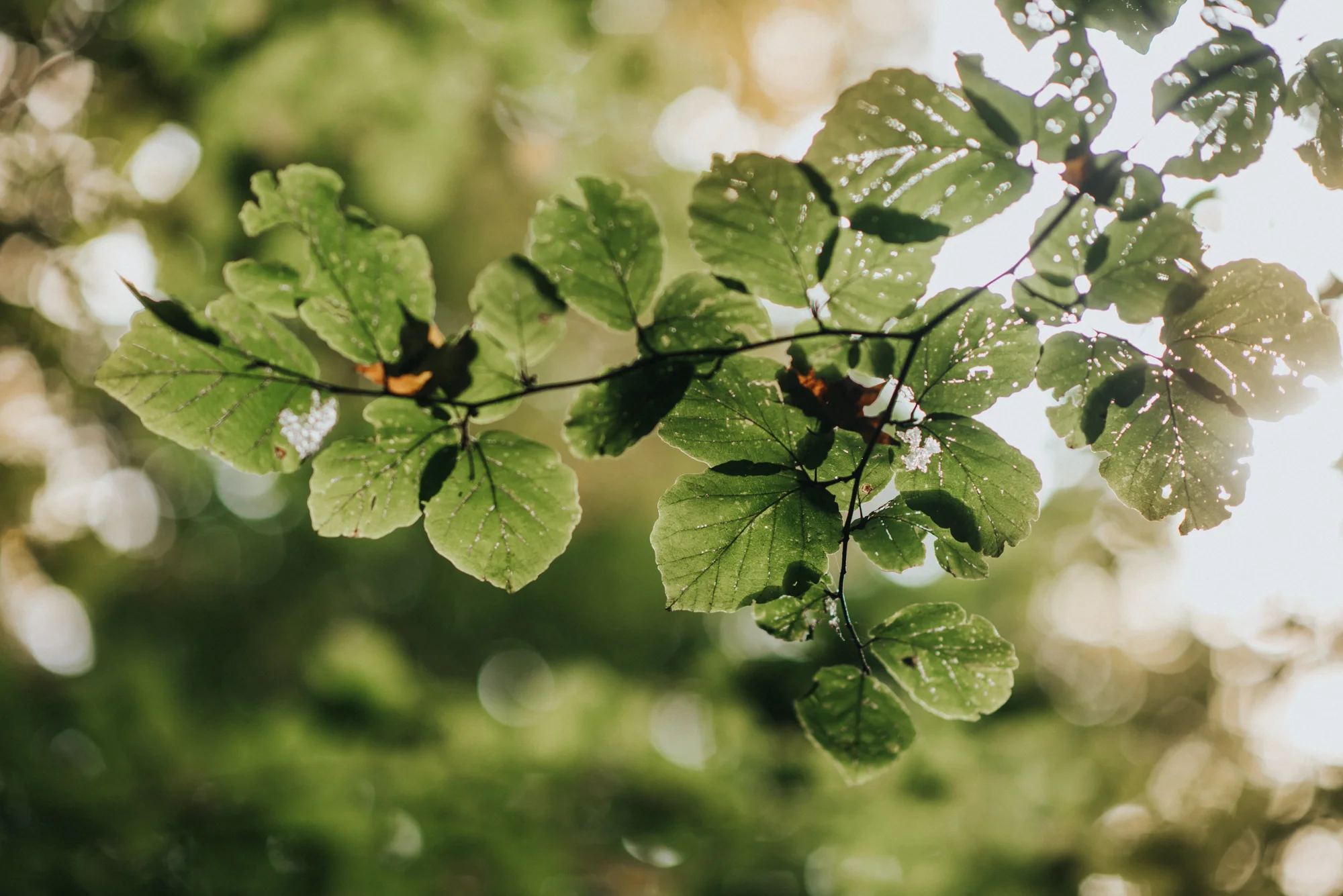 Elopement at The Club at Hillbrook in Chagrin Falls | Stacey + Sean