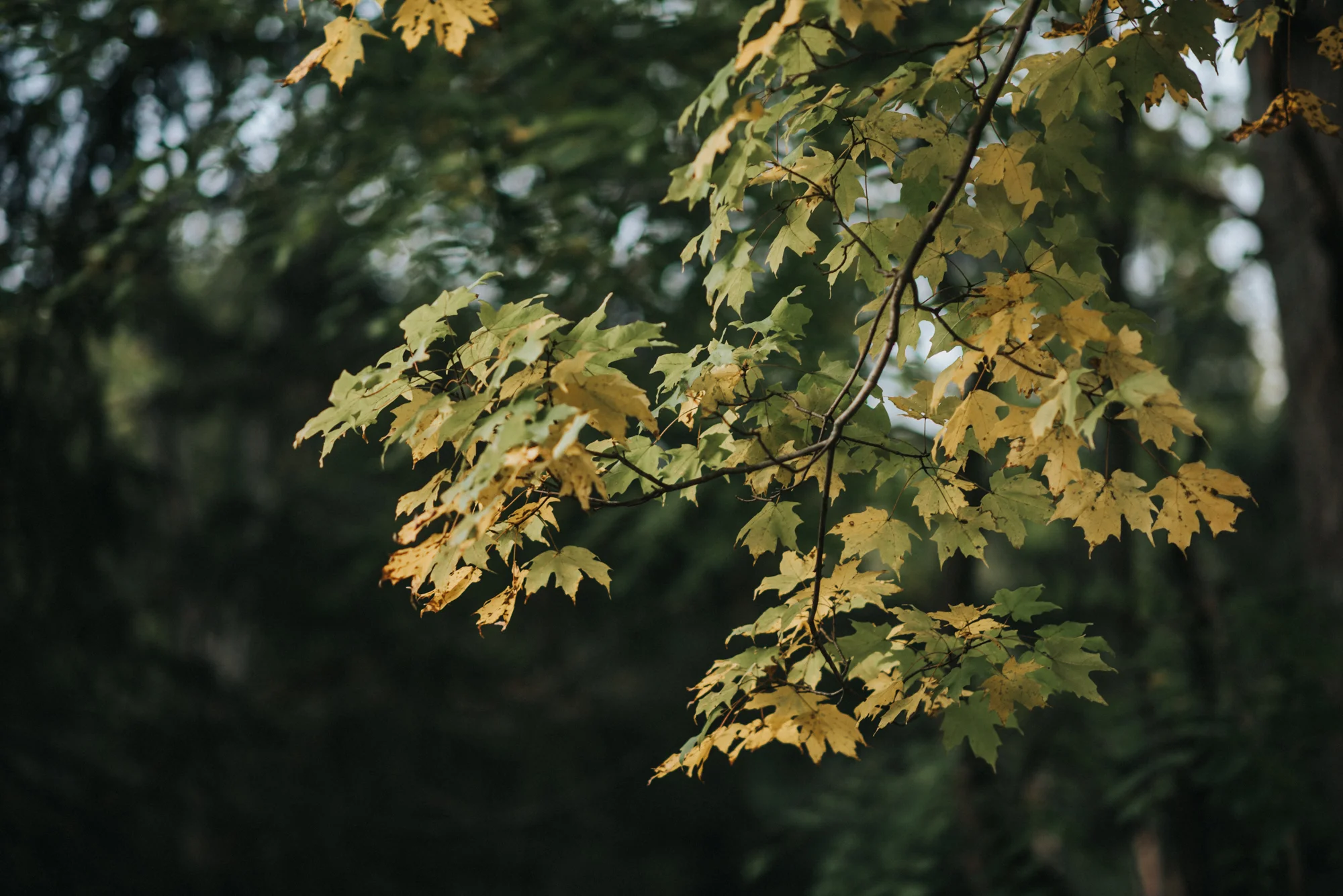 Elopement at The Club at Hillbrook in Chagrin Falls | Stacey + Sean