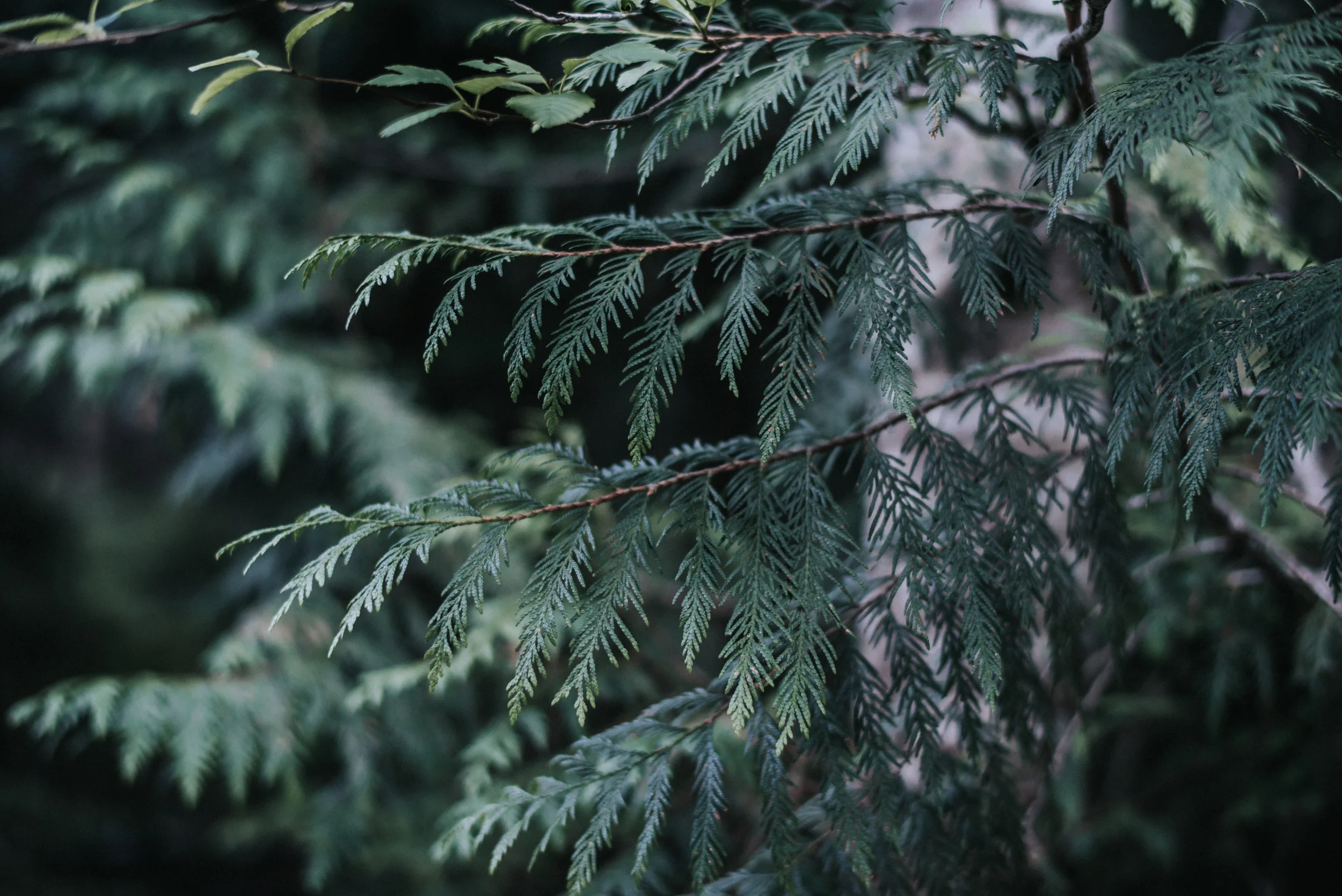 Engagement at Franklin Falls in Snoqualmie Pass, WA | Lauren & JC