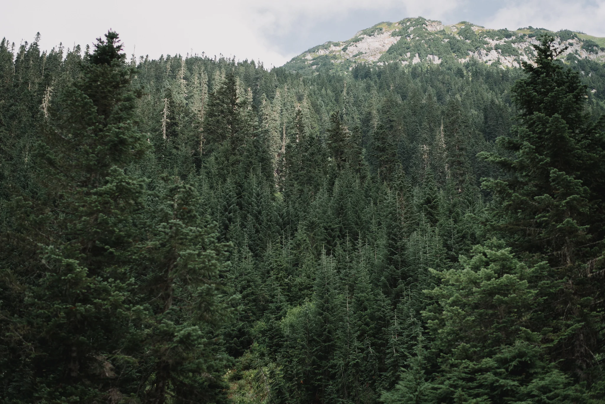 Sahale Arm Elopement In The North Cascades, Washington | Taylor & David