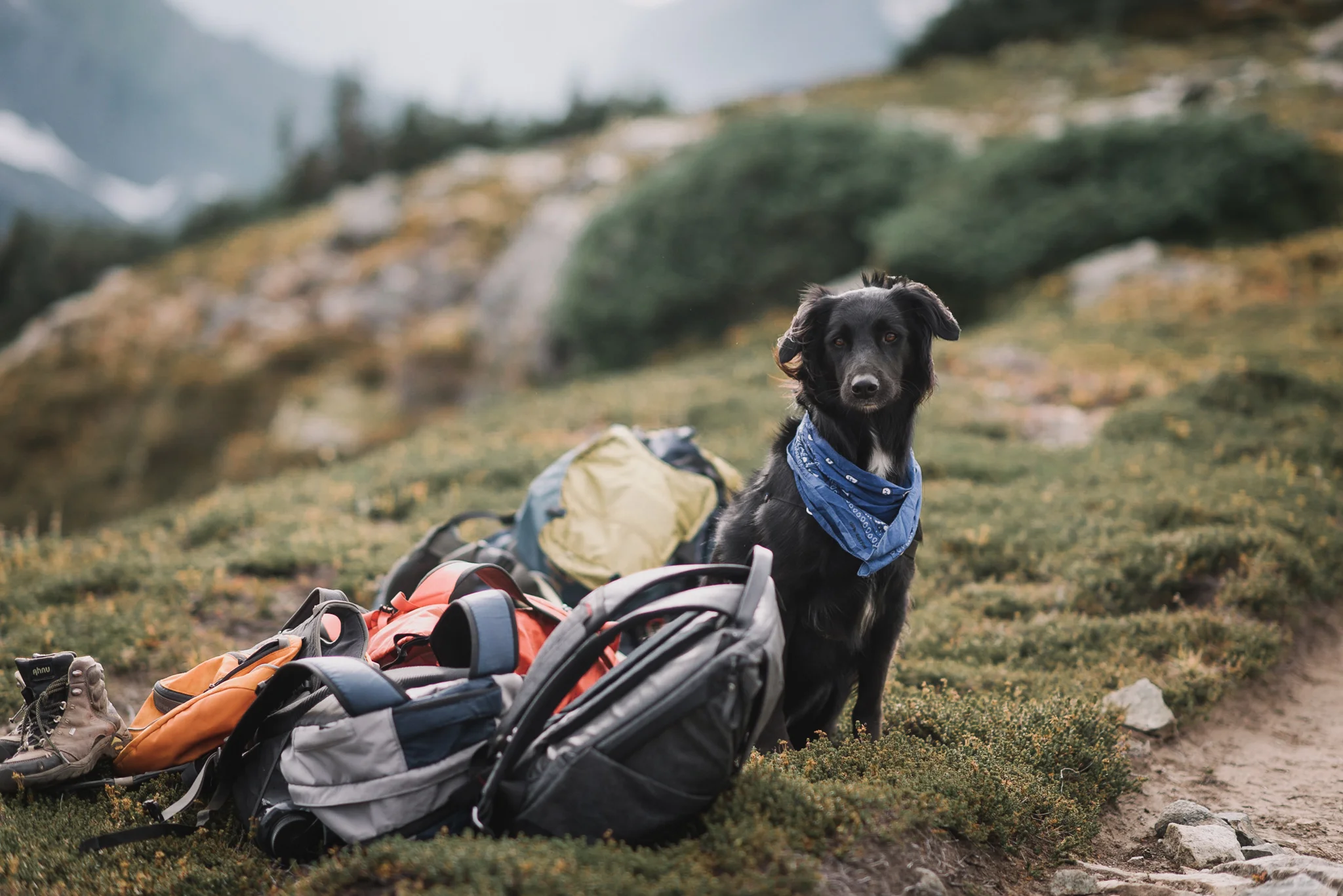 Sahale Arm Elopement In The North Cascades, Washington | Taylor & David