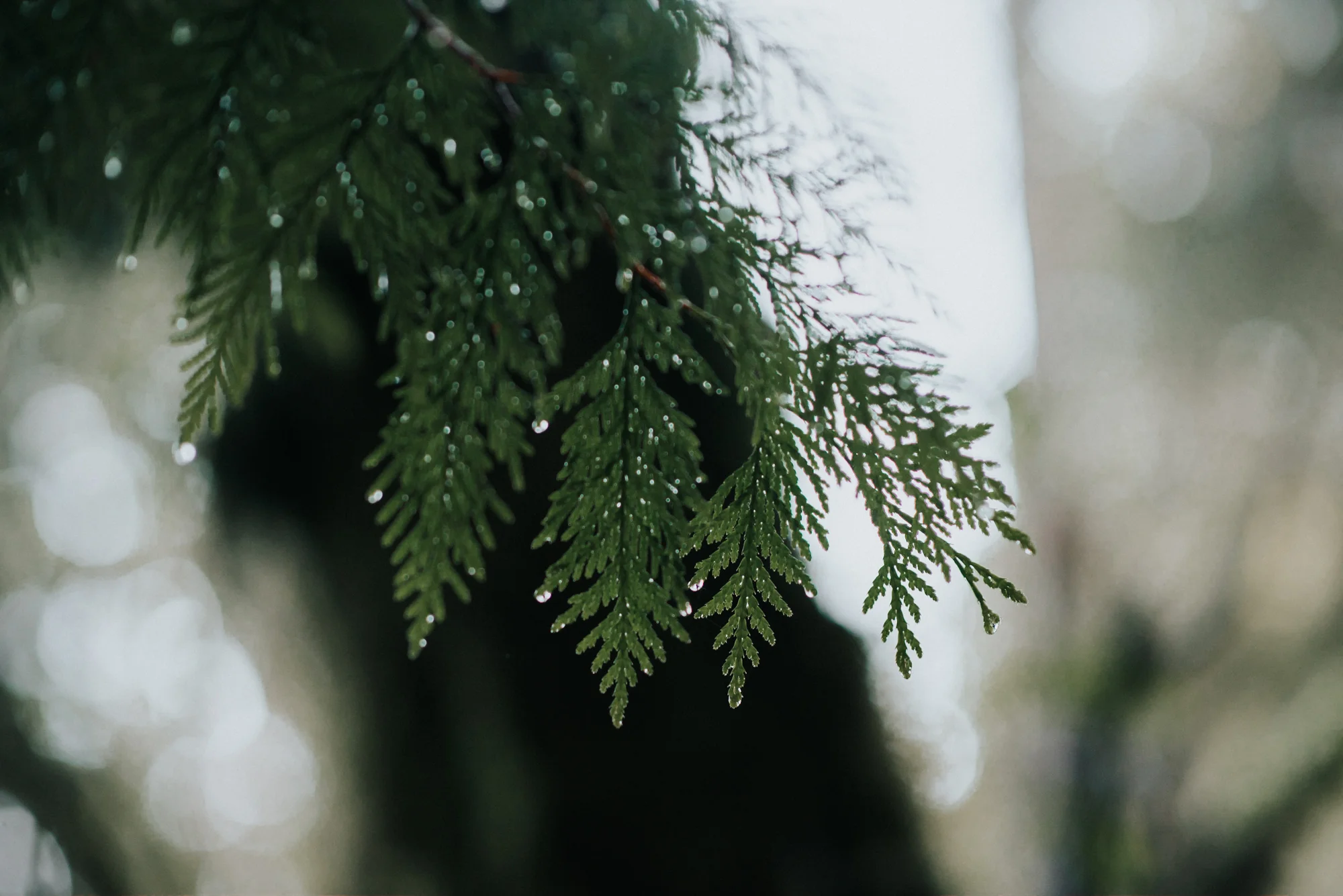 Wedding at Alderbrook Resort & Spa in Union WA | Katherine & Matthew