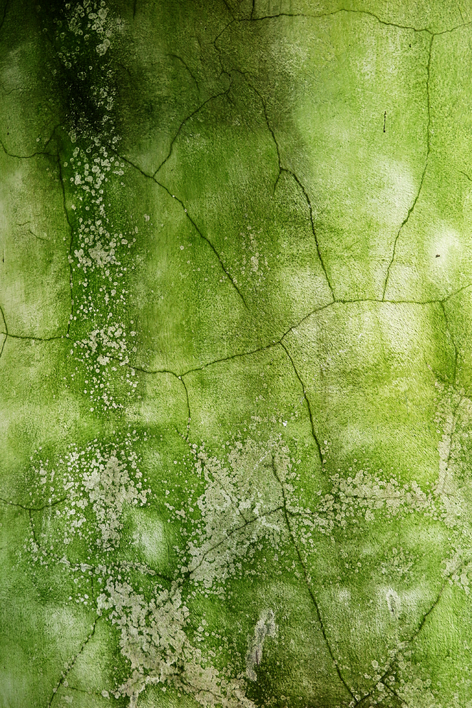 THIS TWILIGHT GARDEN #07