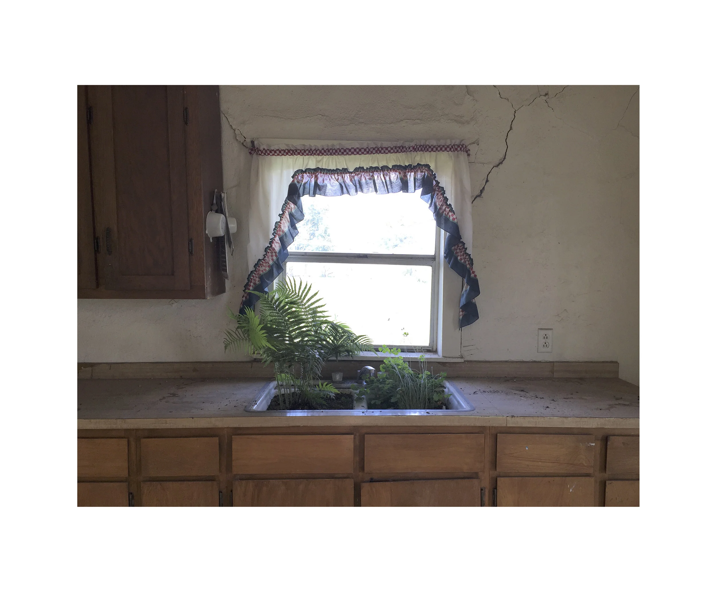 Plants in Sink, Marfa, TX , archival pigment print from 4x5 color negative, 20x24”, 2016