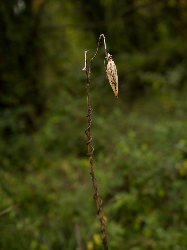 01_Seed Pod.jpg