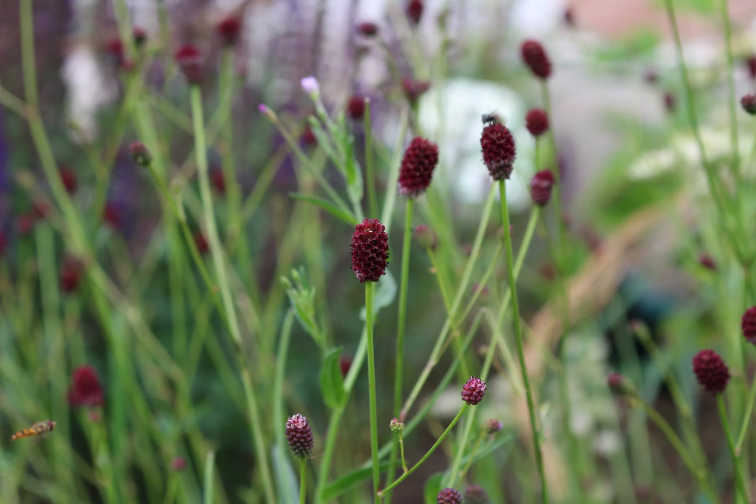 Jen Berry Garden Design