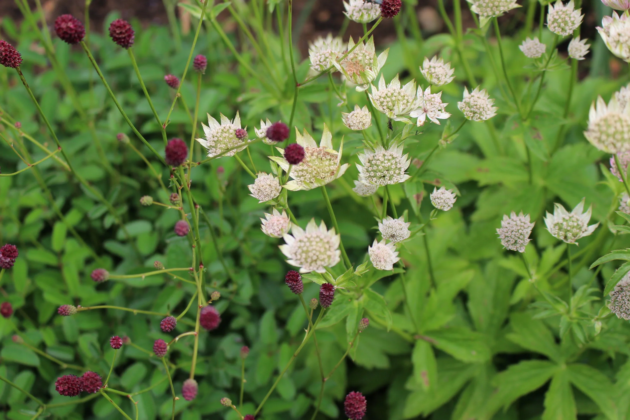Jen Berry Garden Design