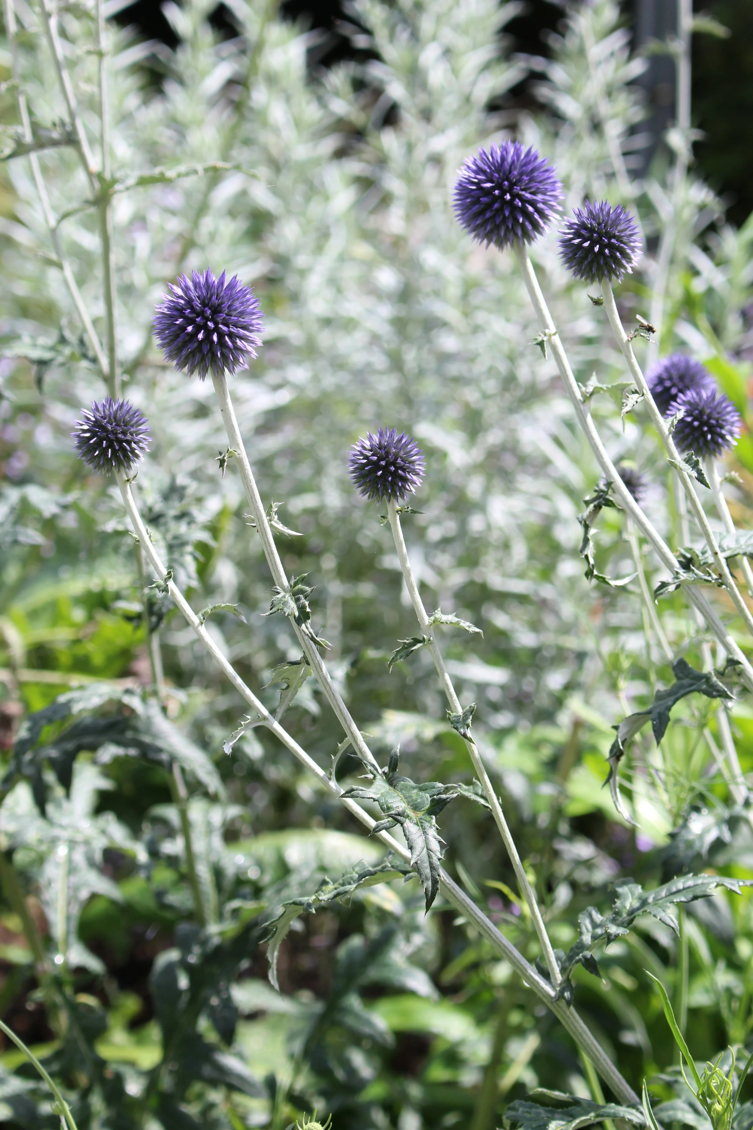 Jen Berry Garden Design
