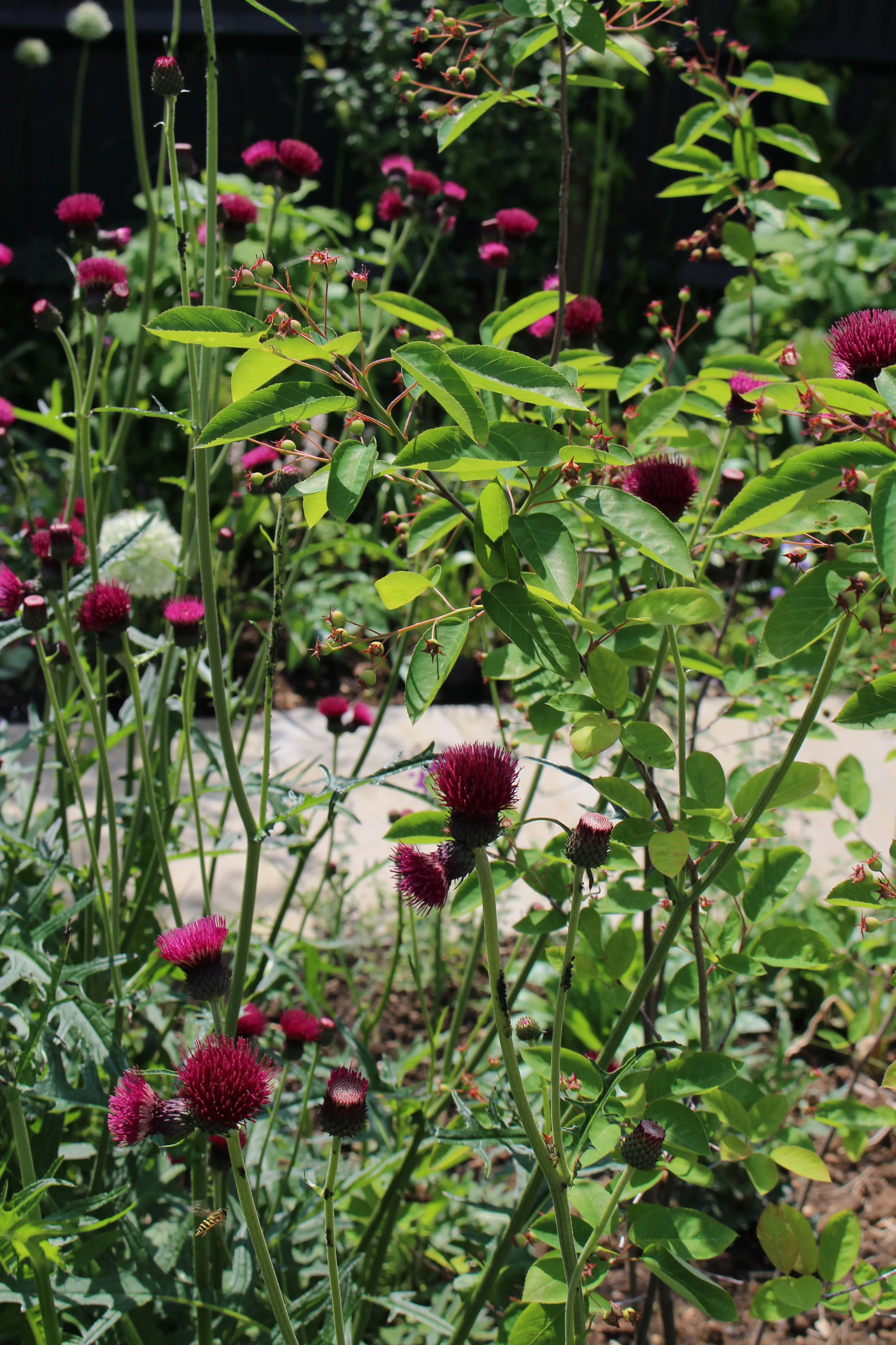 Jen Berry Garden Design