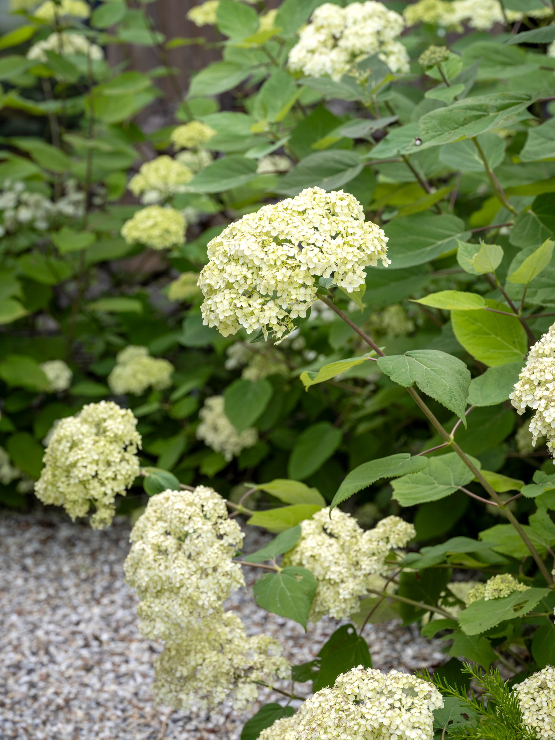 DSCF0786.jpg