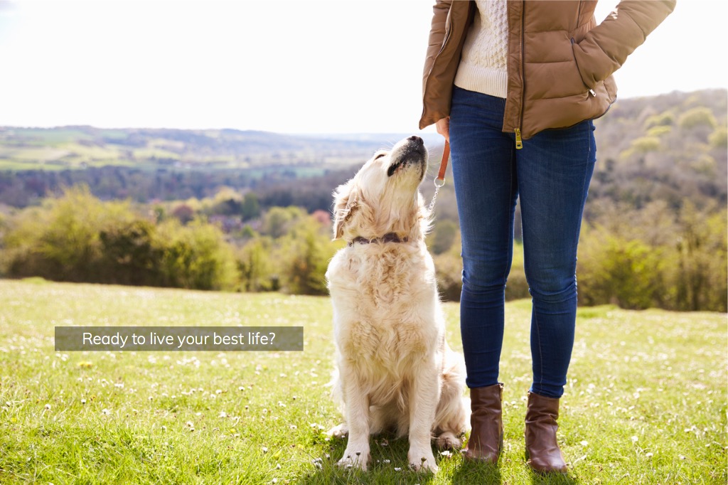 close-up-of-golden-retriever-on-walk-in-countryside-picture-id546200402-2.jpg