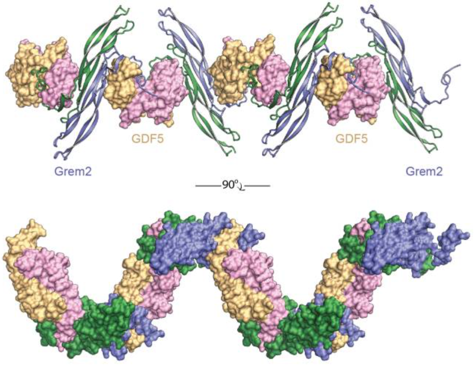 Publication of the Grem2-GDF5 Inhibitory Complex Structure