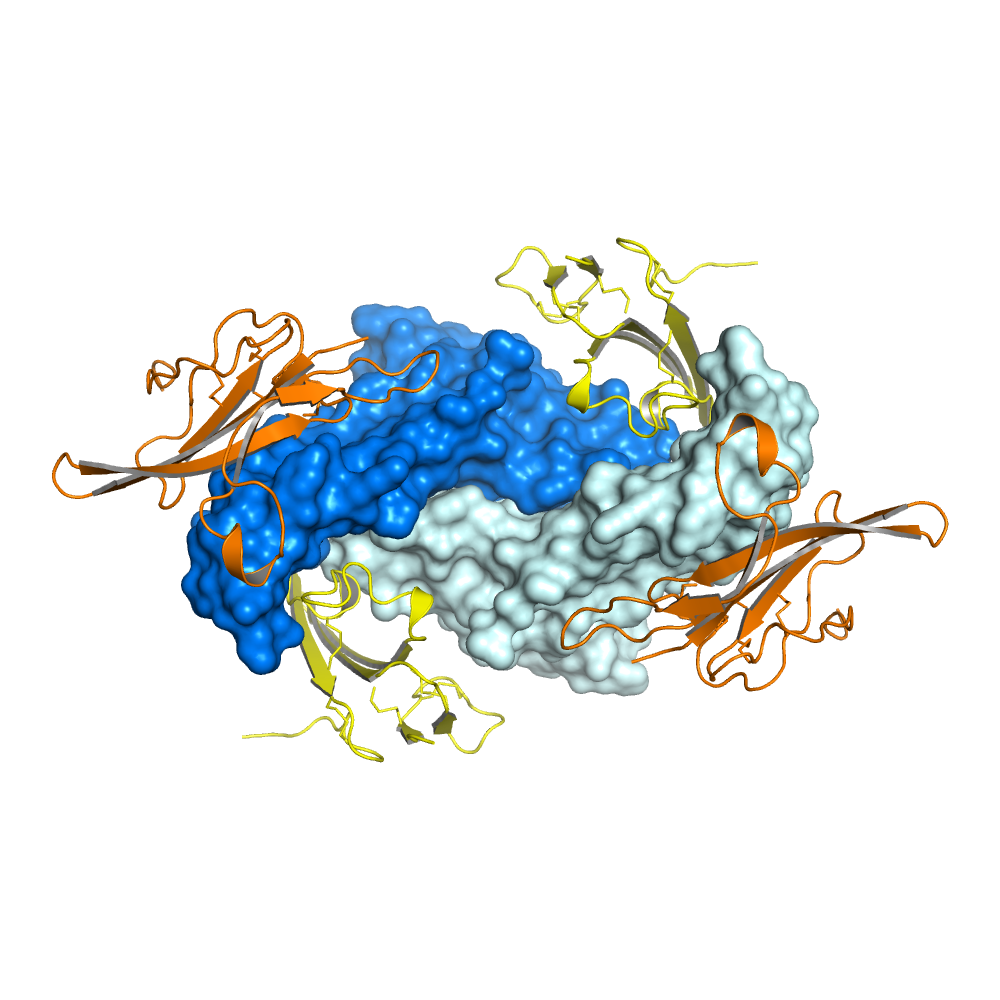 Erich and Tom recently published the first Activin Ternary structure in PNAS! https://www.pnas.org/content/early/2019/07/15/1906253116.short?rss=1