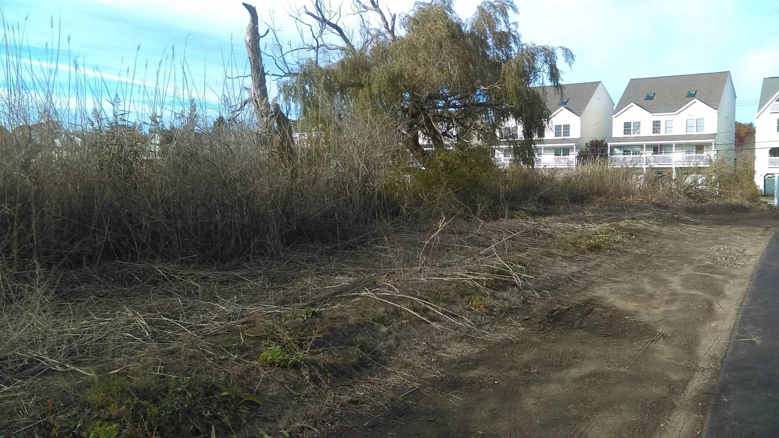Before mowing with our low ground pressure skid steer. After Phragmites were treated with herbicides.