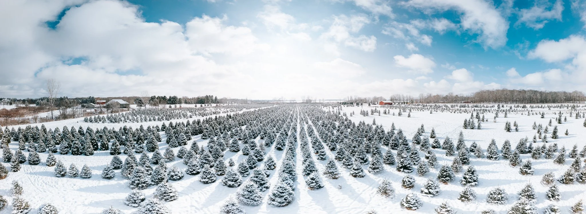 StarTreeFarms_120725CB_0001-Pano-3_web.JPG