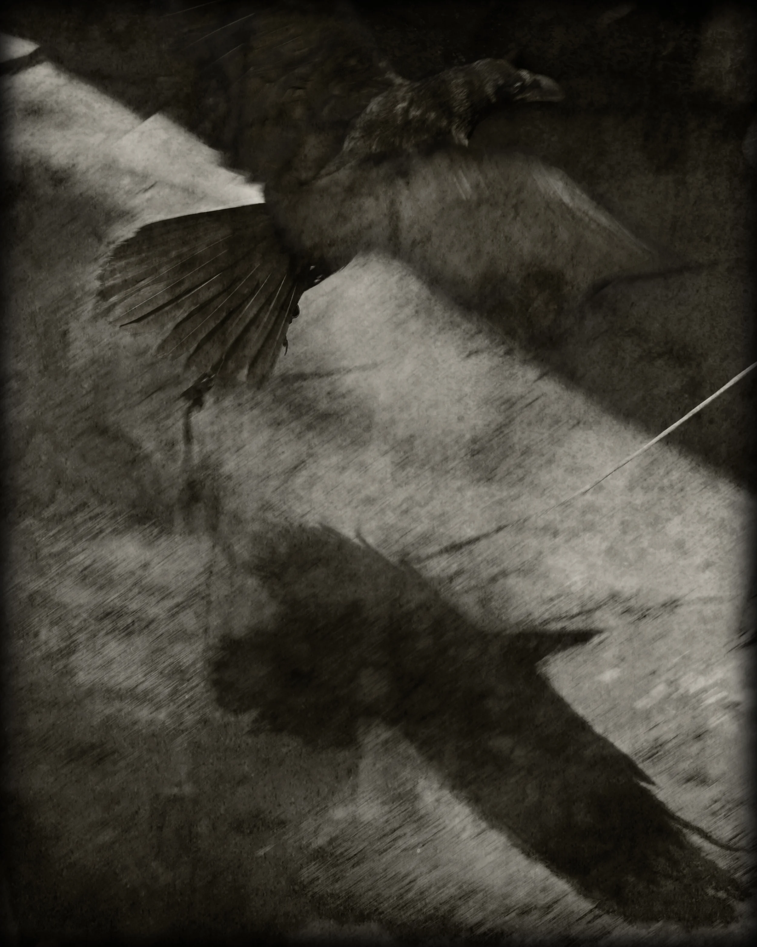 Raven Bait