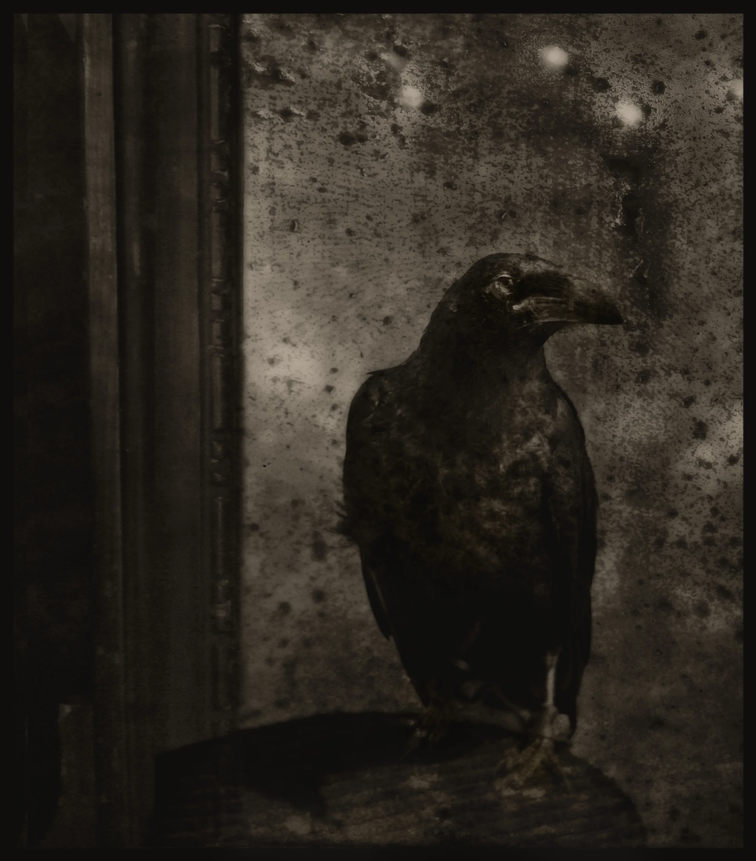 Raven on a Table