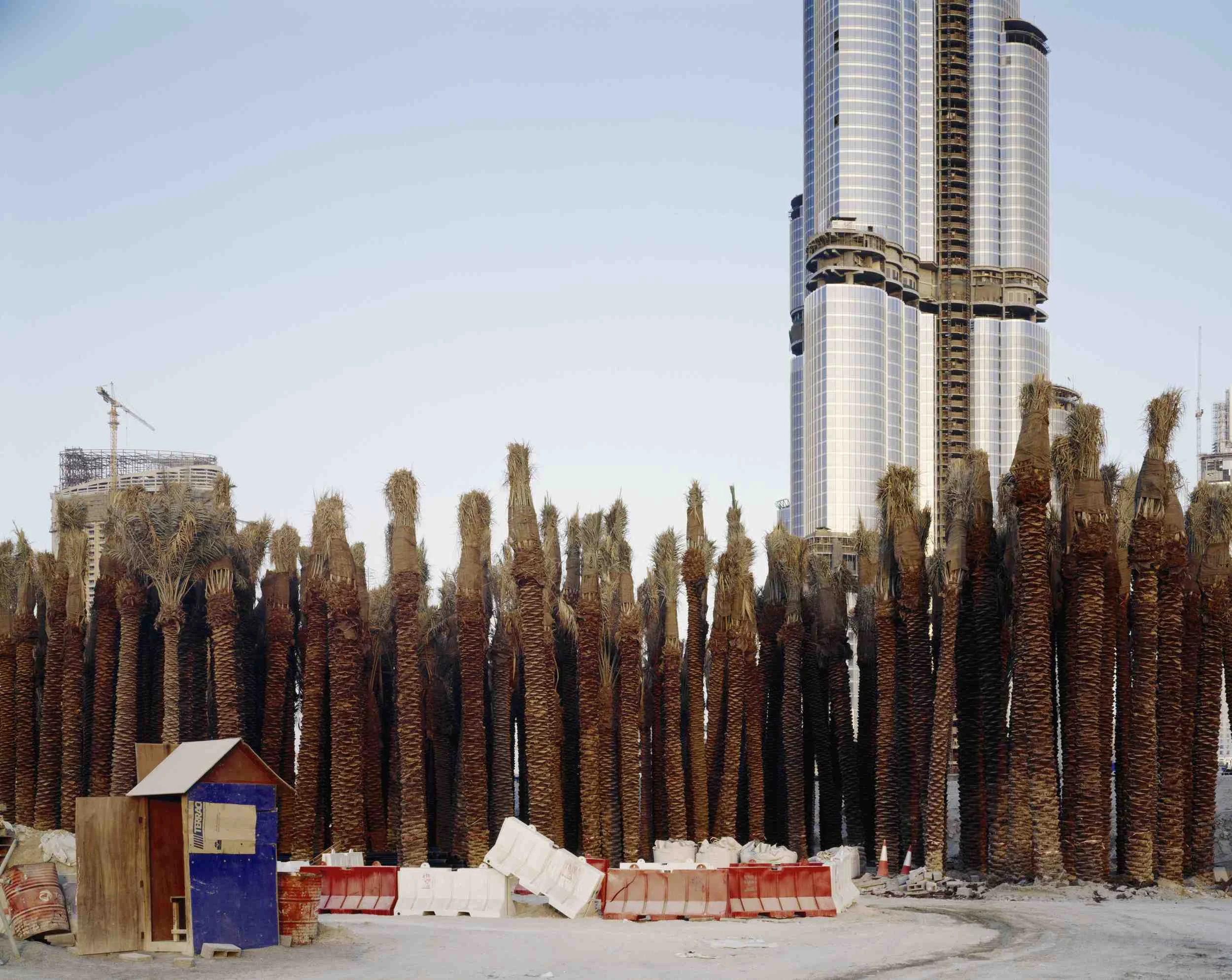 Palm Trees.jpg