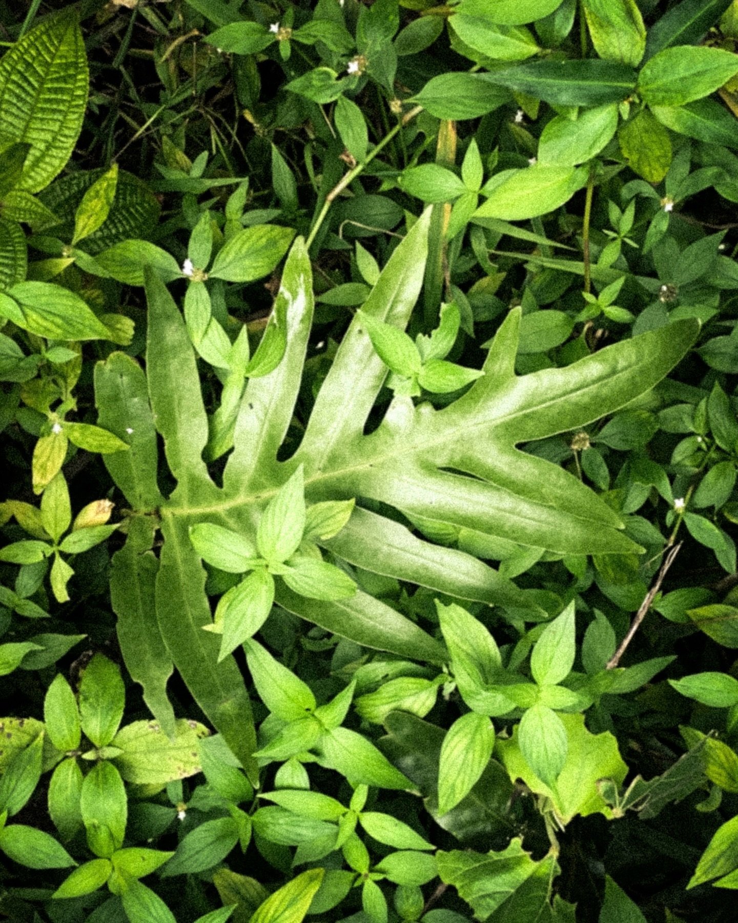 My song &lsquo;The Herbalist&rsquo; is part of @kaitlynaurelia&rsquo;s fourth compilation album, &lsquo;Archetypes.&rsquo; Out now everywhere! Link in bio to listen 🌱🤍

#plants #theherbalist #herbalism #music #newmusic #archetypes #ambient #electro